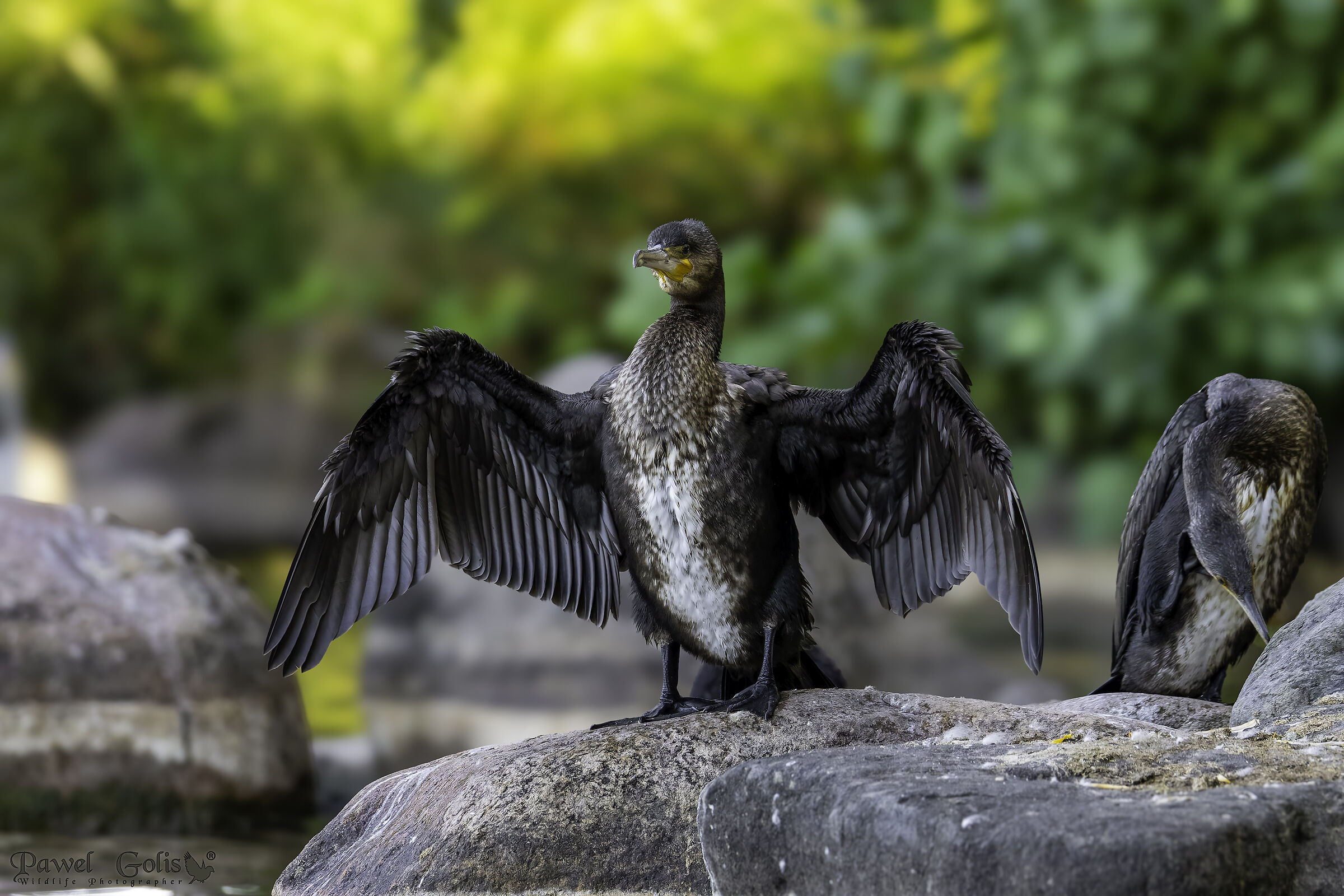 Cormorano maggiore (Phalacrocorax carbo)