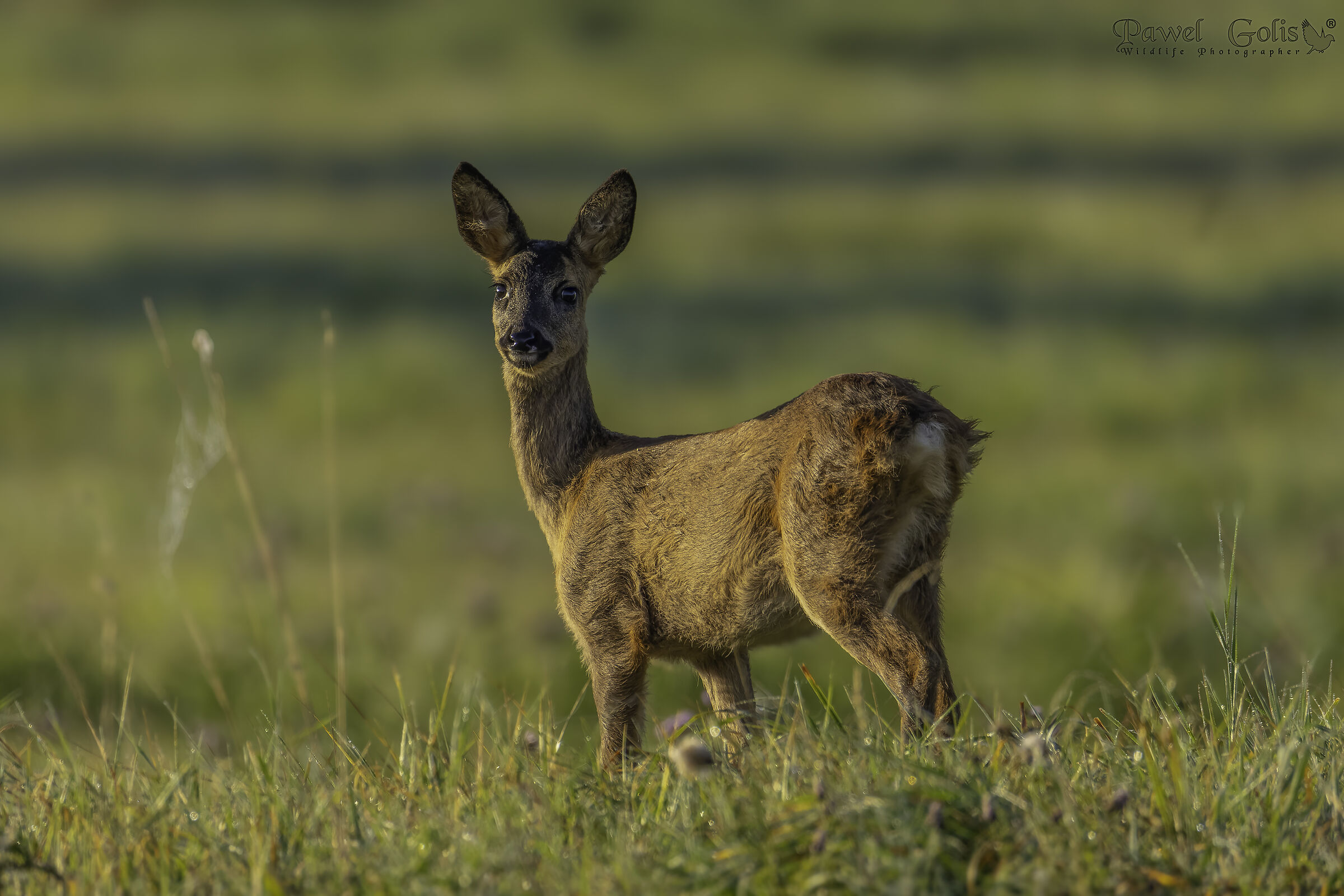 Capriolo (Capreolus capreolus)