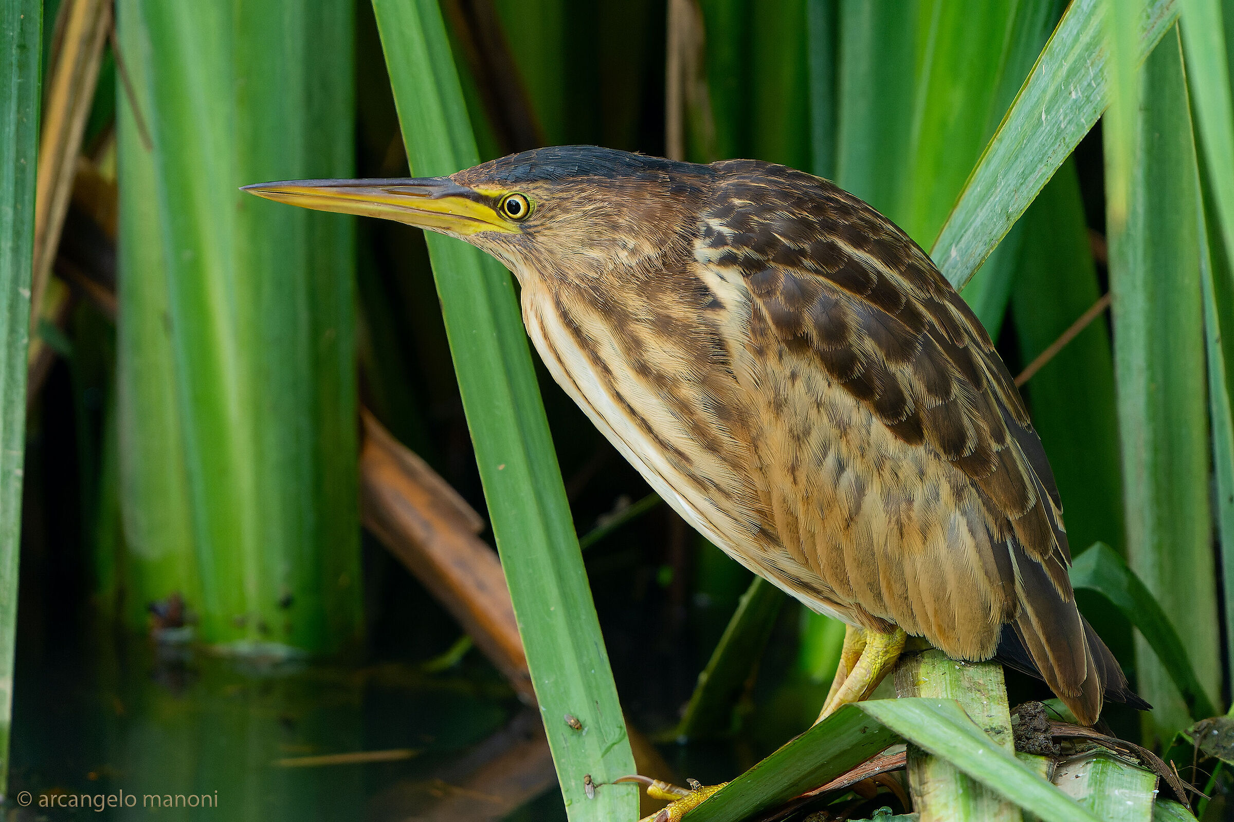 The little bittern 2