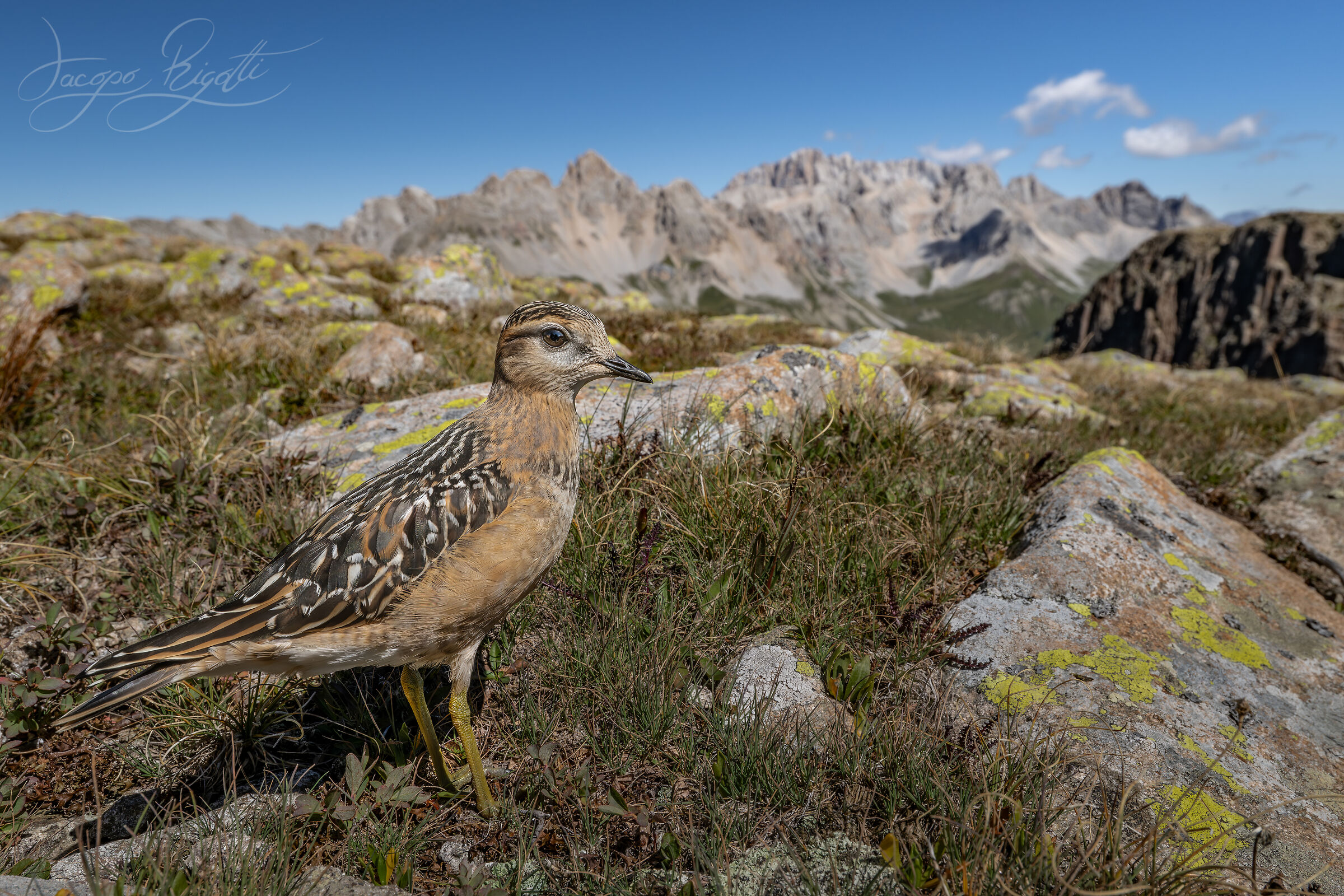 Tortolino and Marmolada Plover
