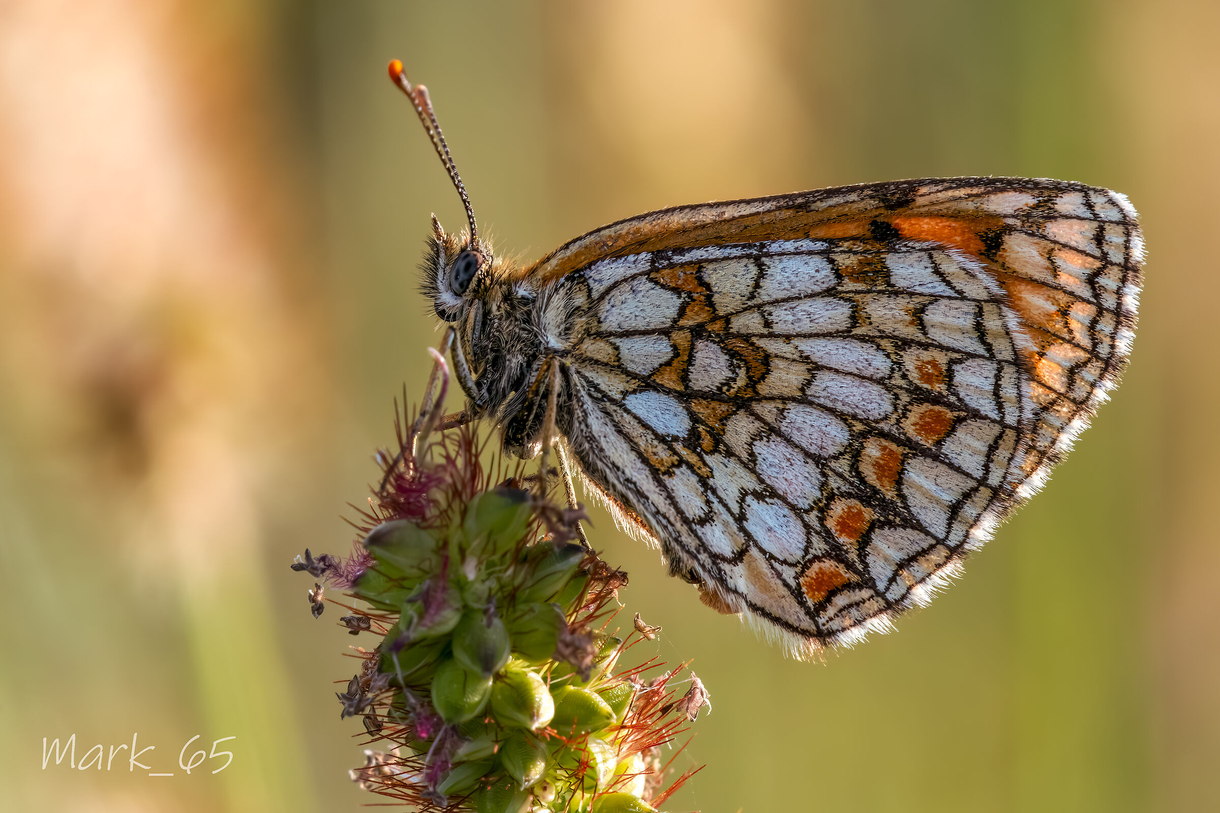 melitaea athalia