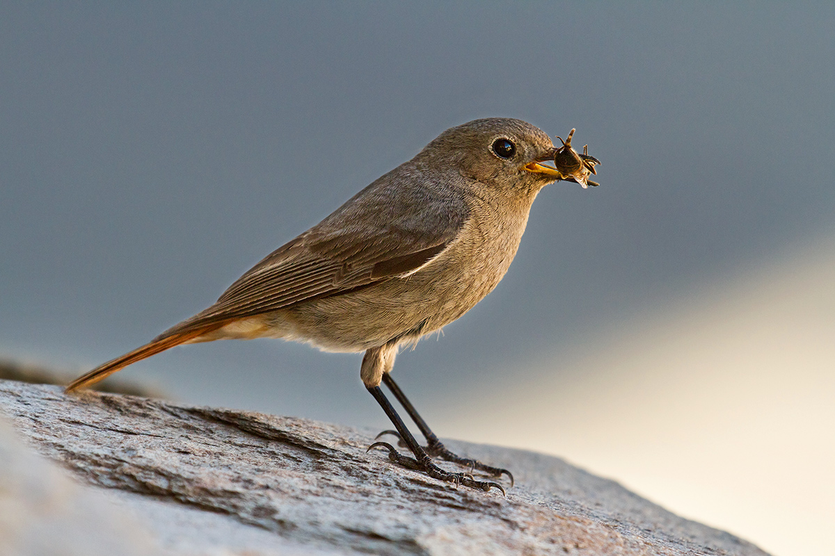 la cena del codirosso