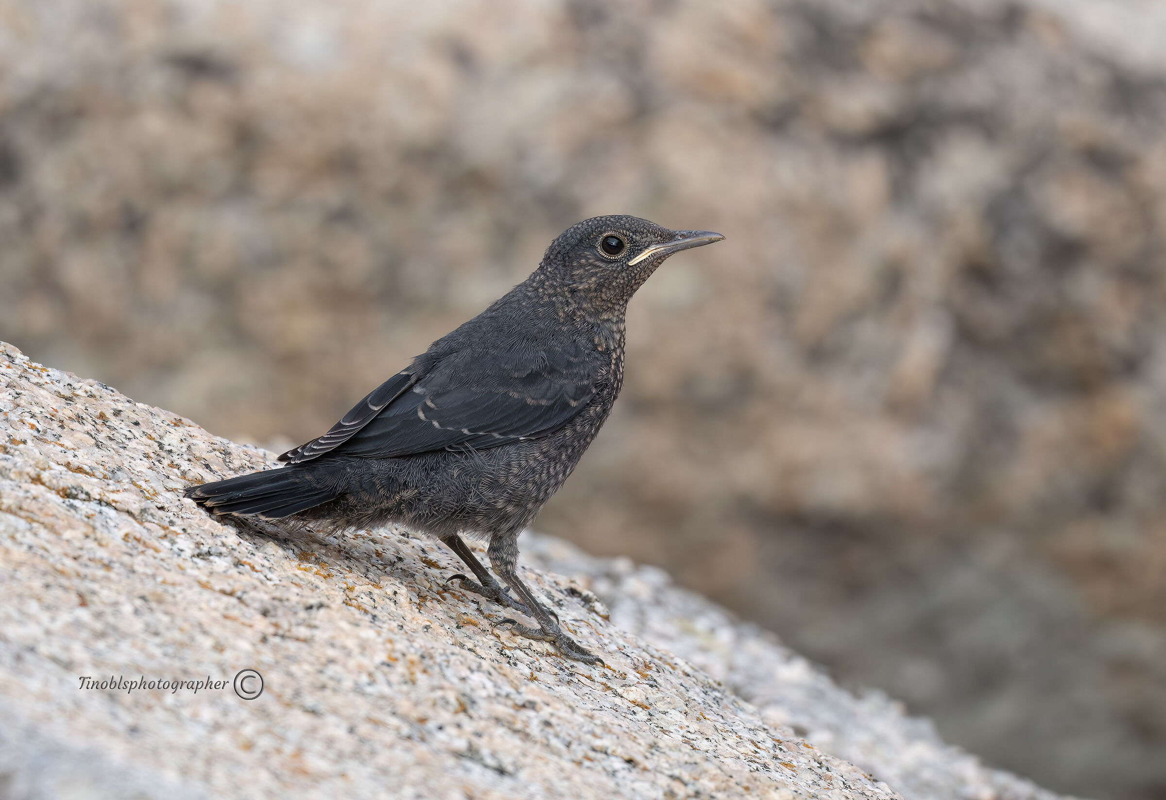 Passero solitario Giovane (Monticola solitarius)