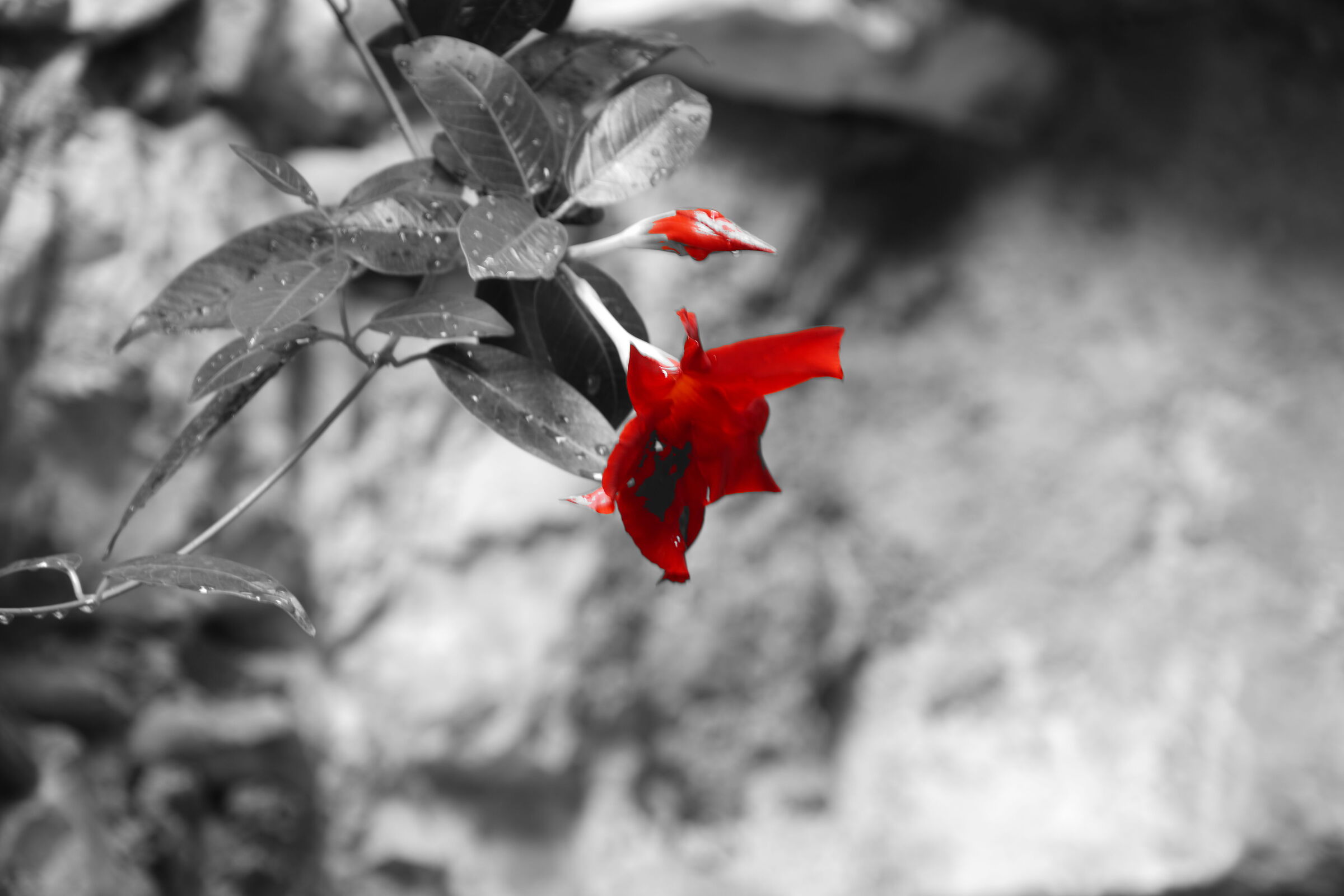 Red flower