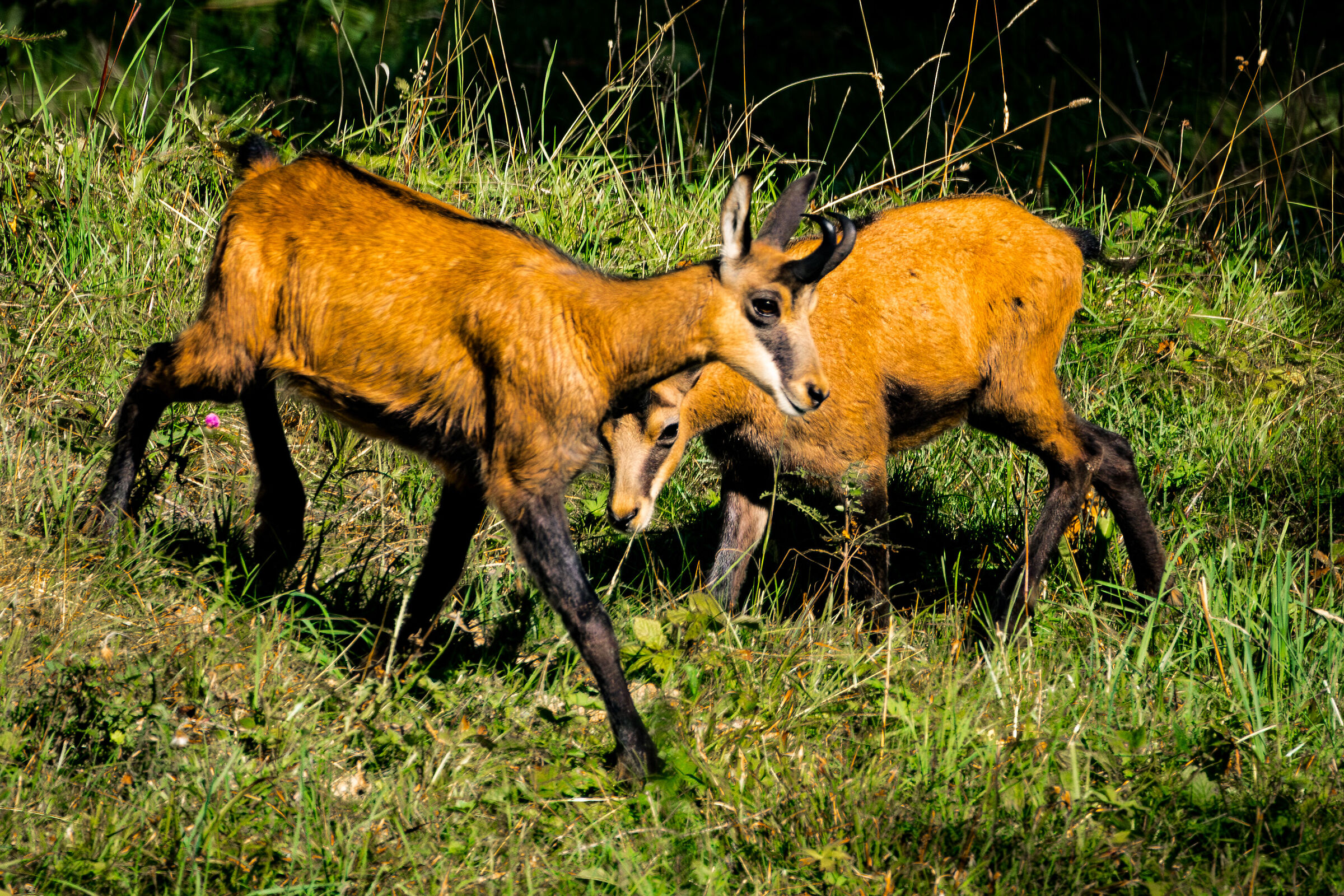 Camosci al pascolo - Altopiano della Predaia - TN