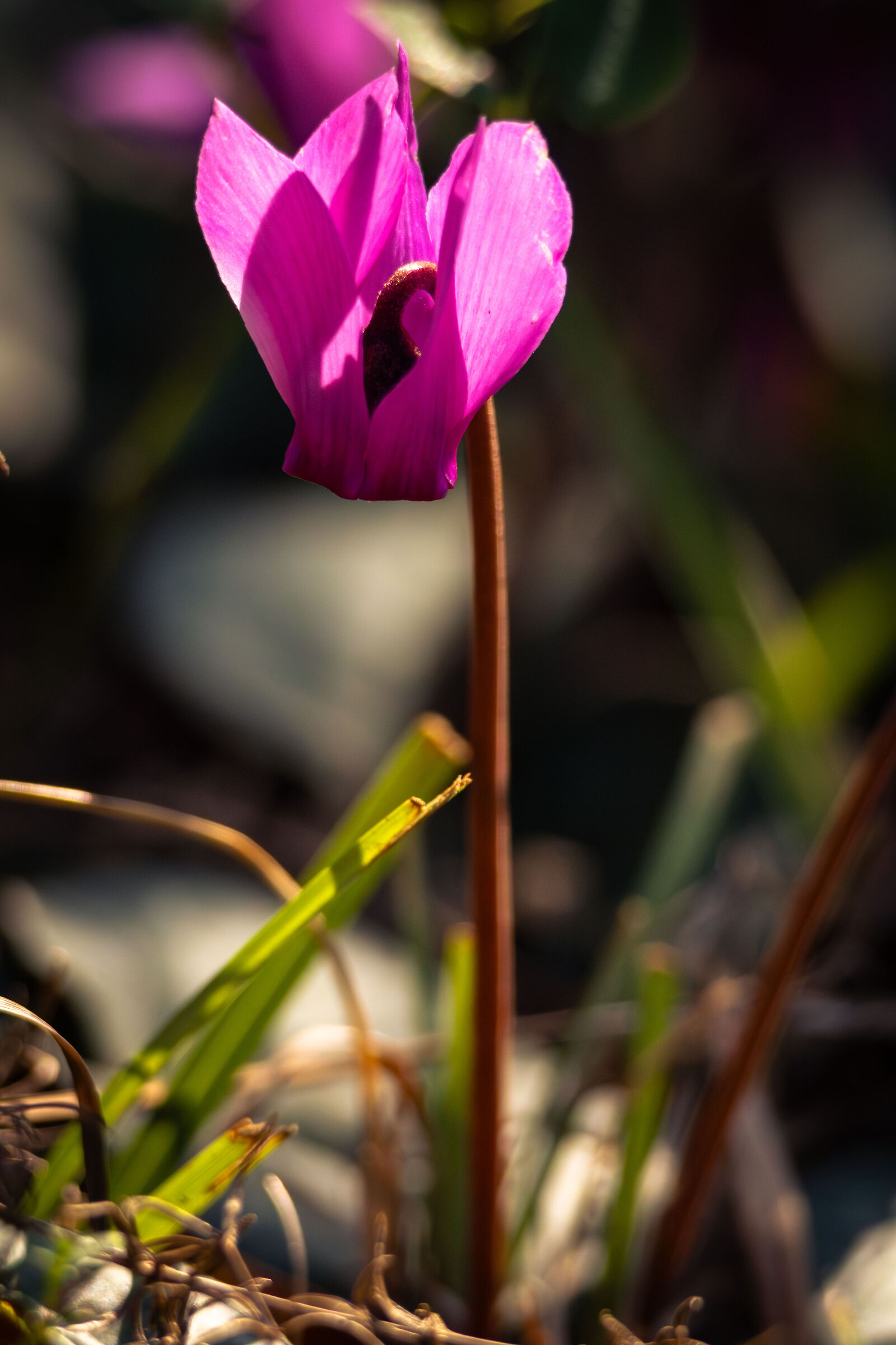 Ciclamino nel sottobosco