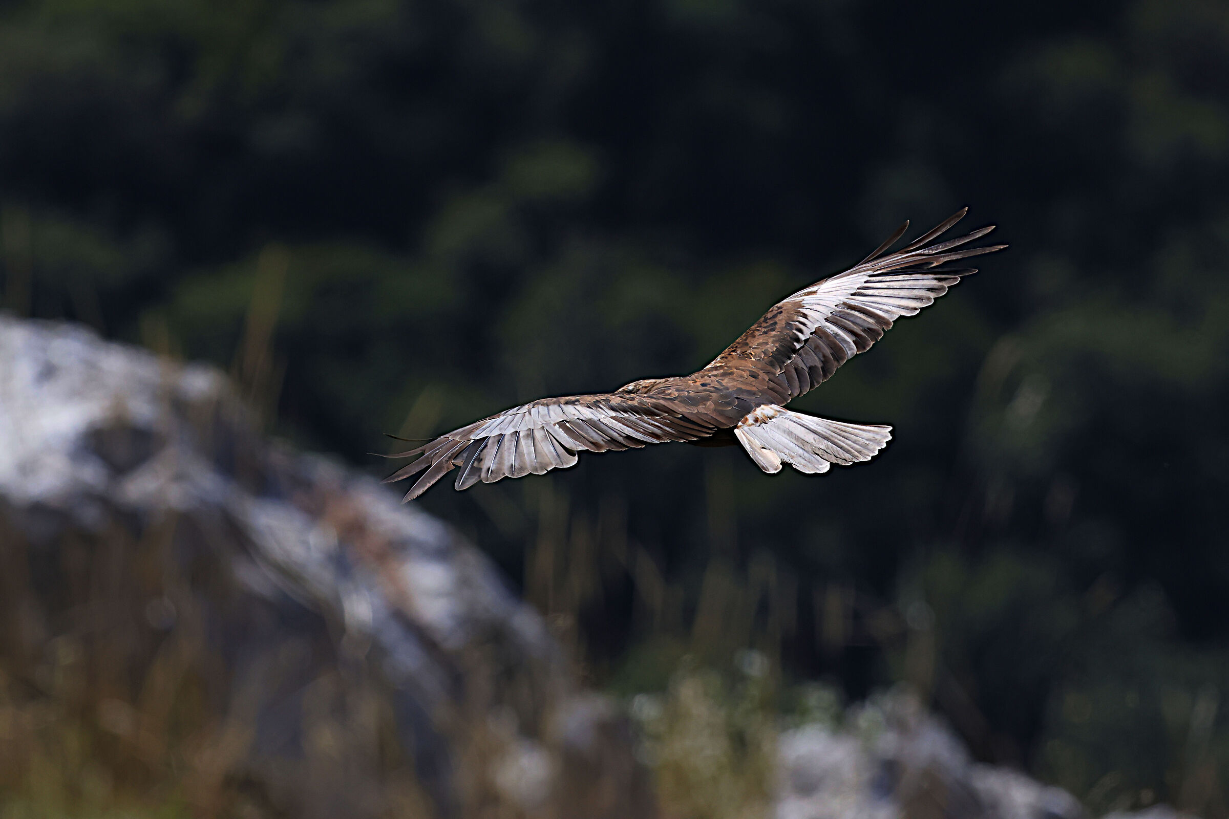 Male Marsh Harrier