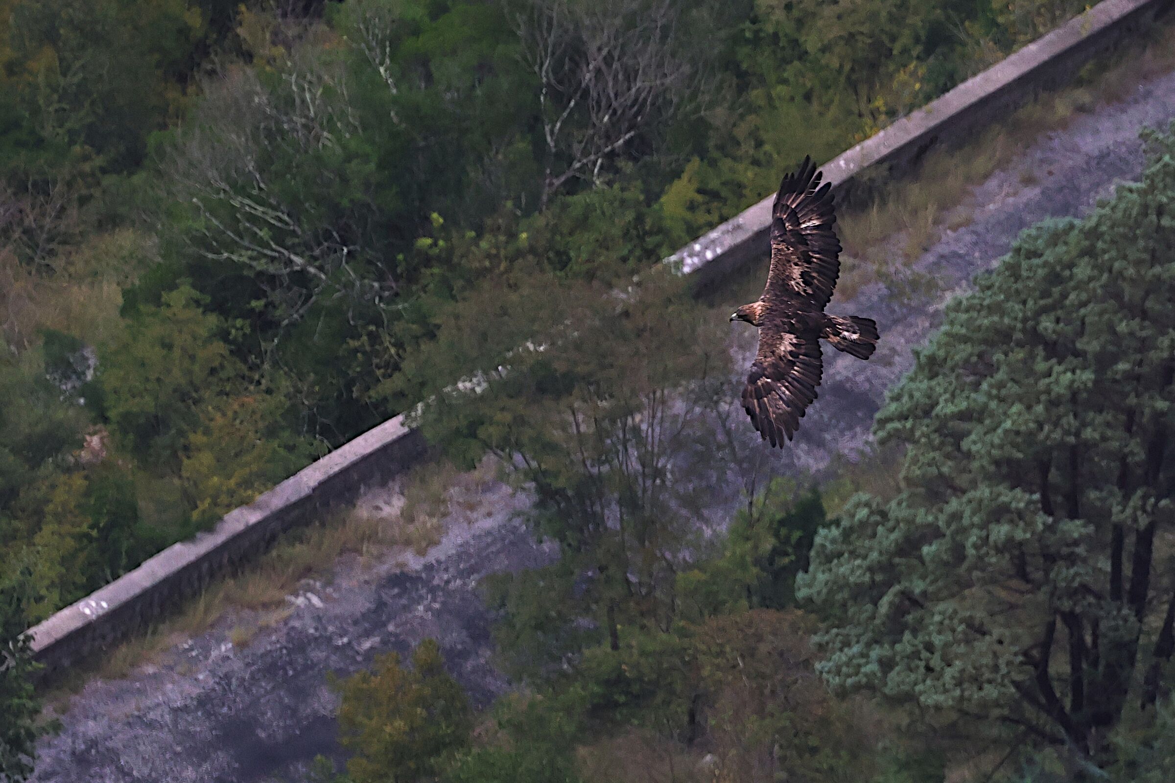 Golden Eagle Lower Lazio