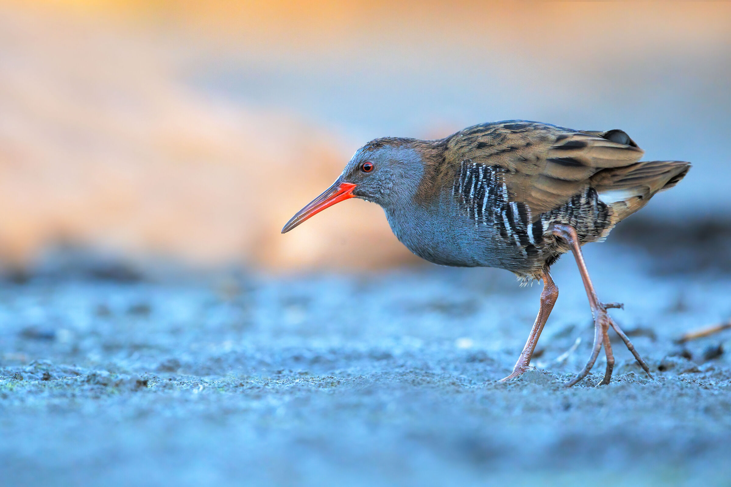 Water rail