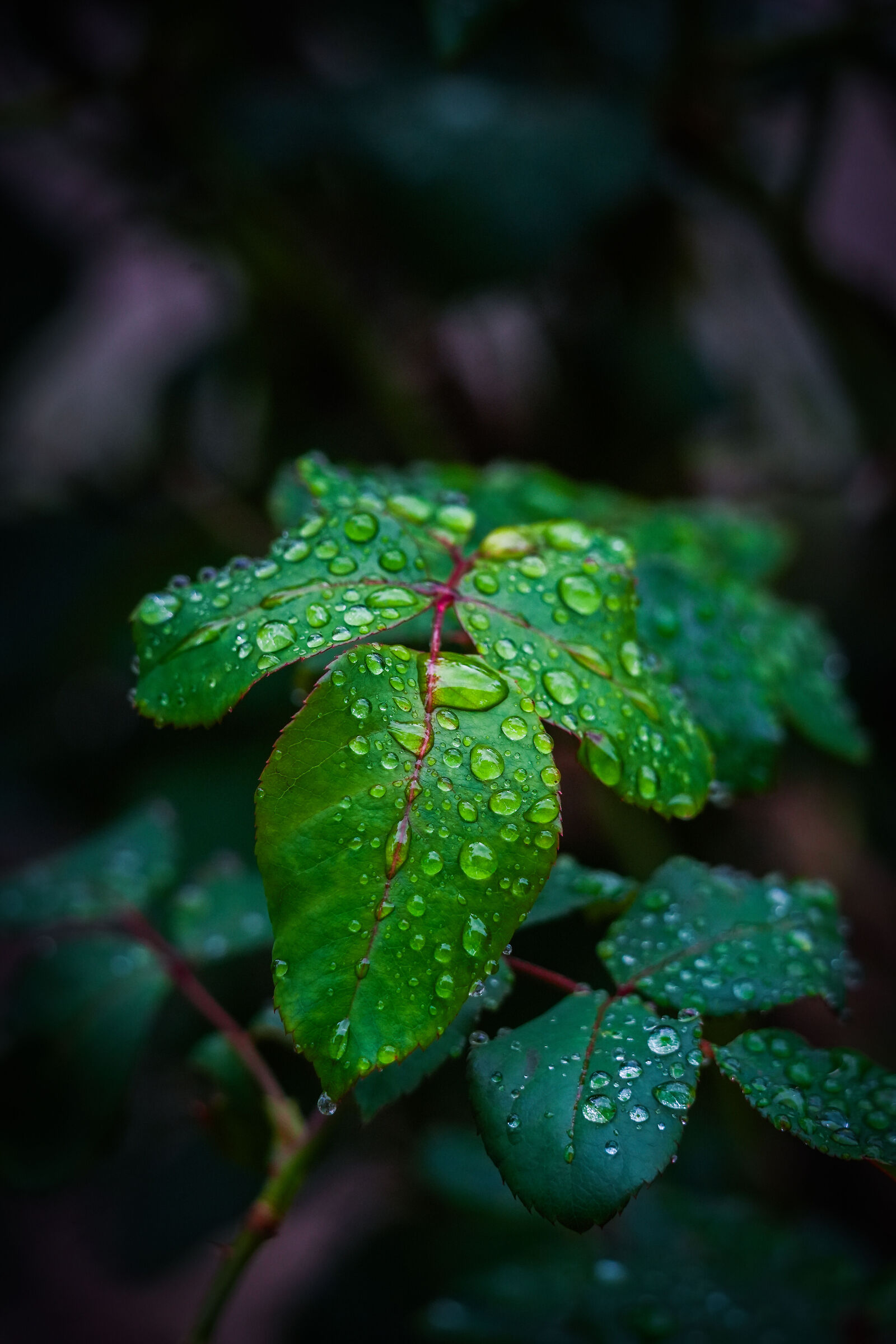 Gocce d'acqua
