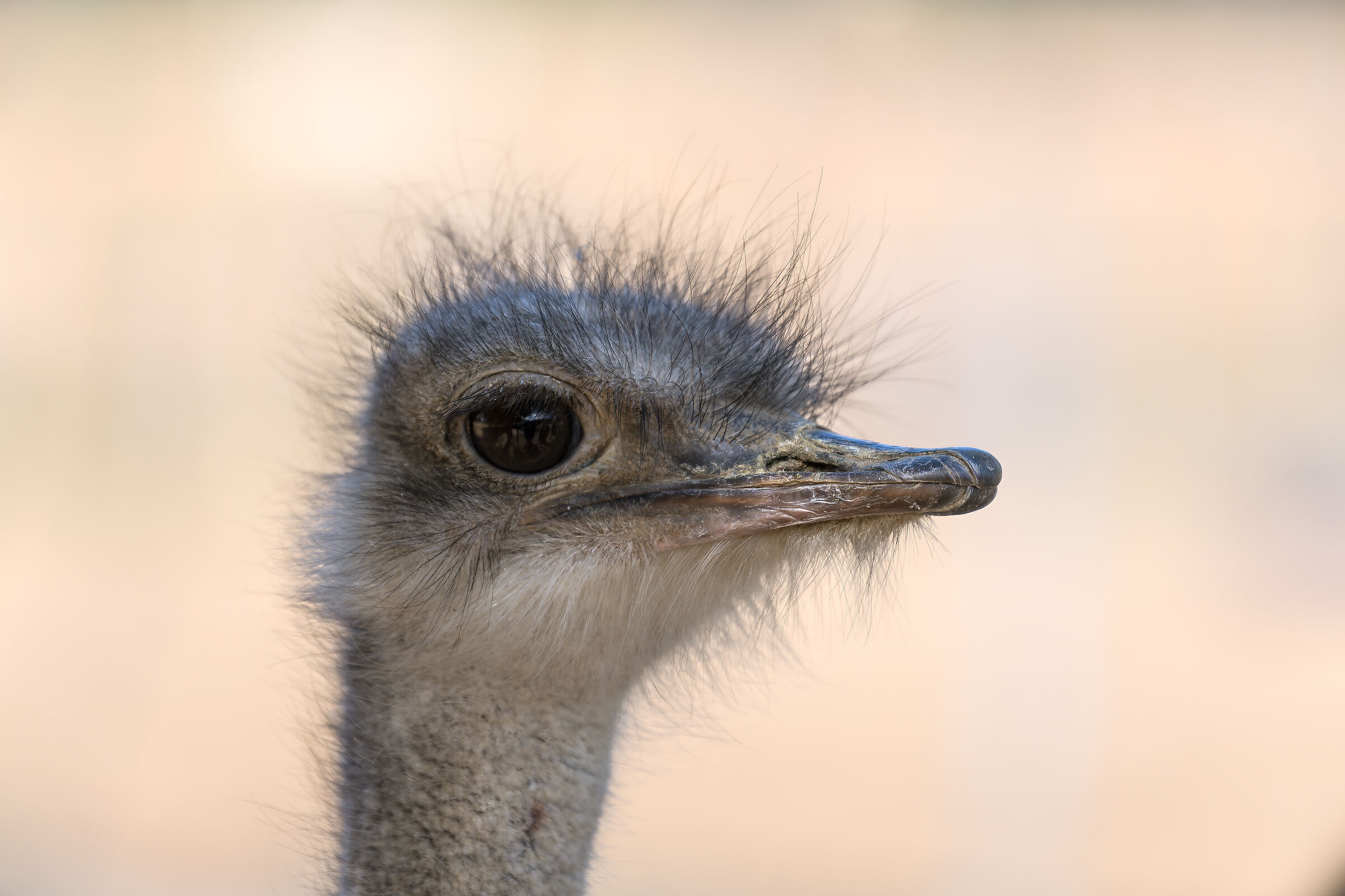 Ostrich - South Africa