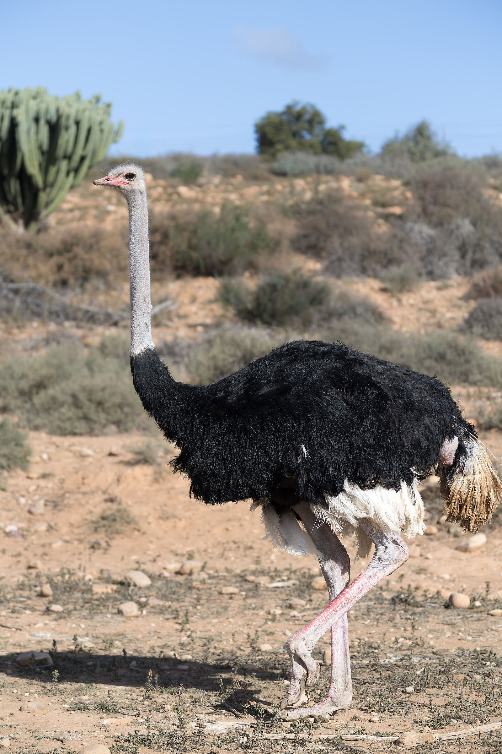 Ostrich - South Africa