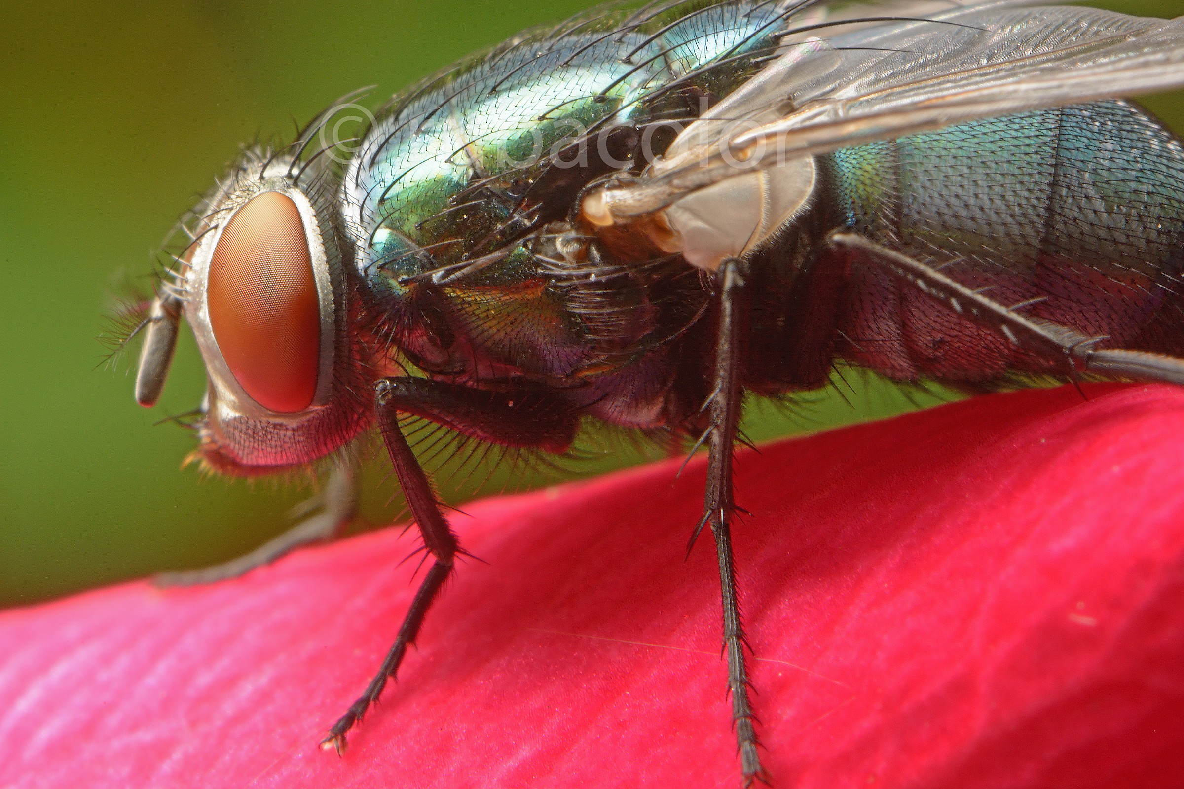 Una mosca e una rosa