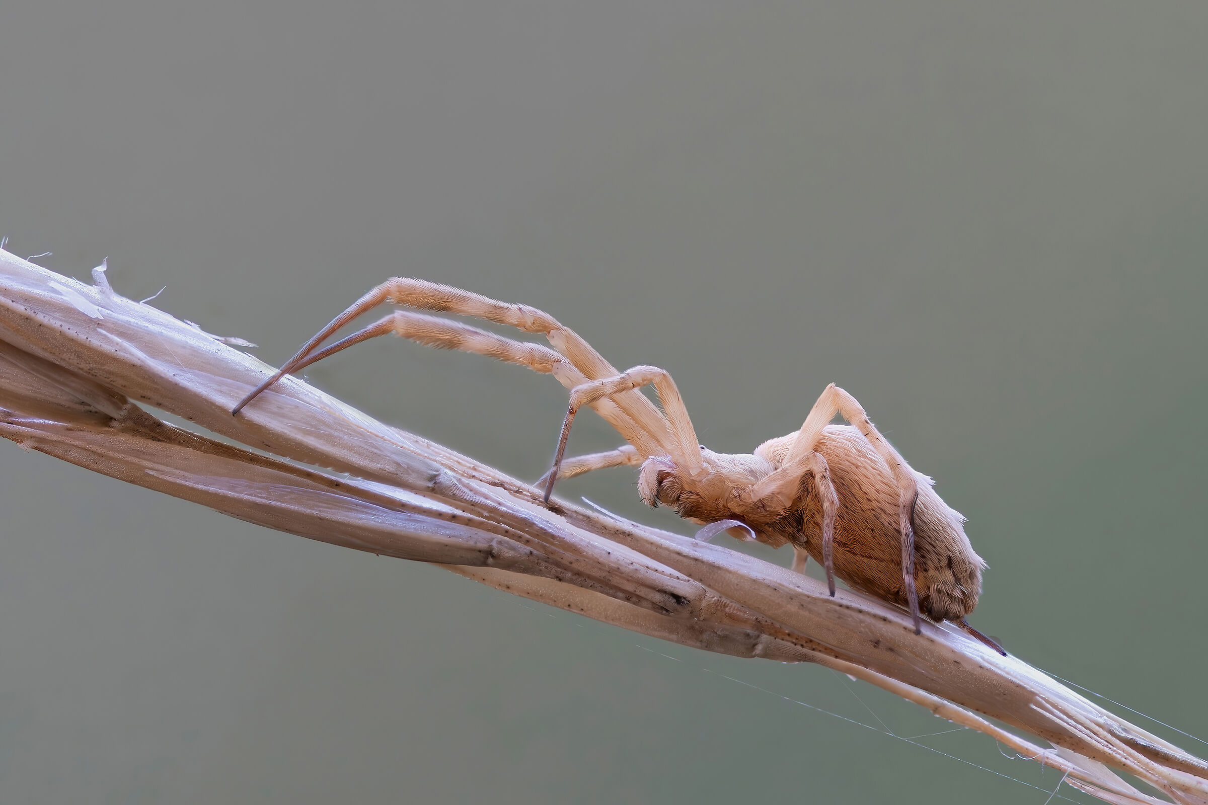 Uloborus walckenaerius