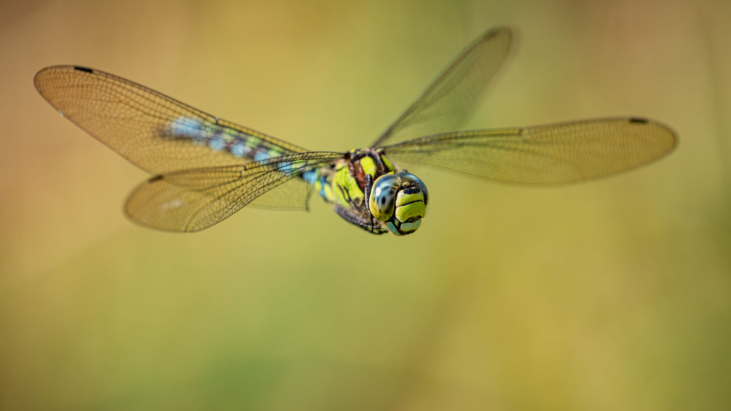 Blue Hawker