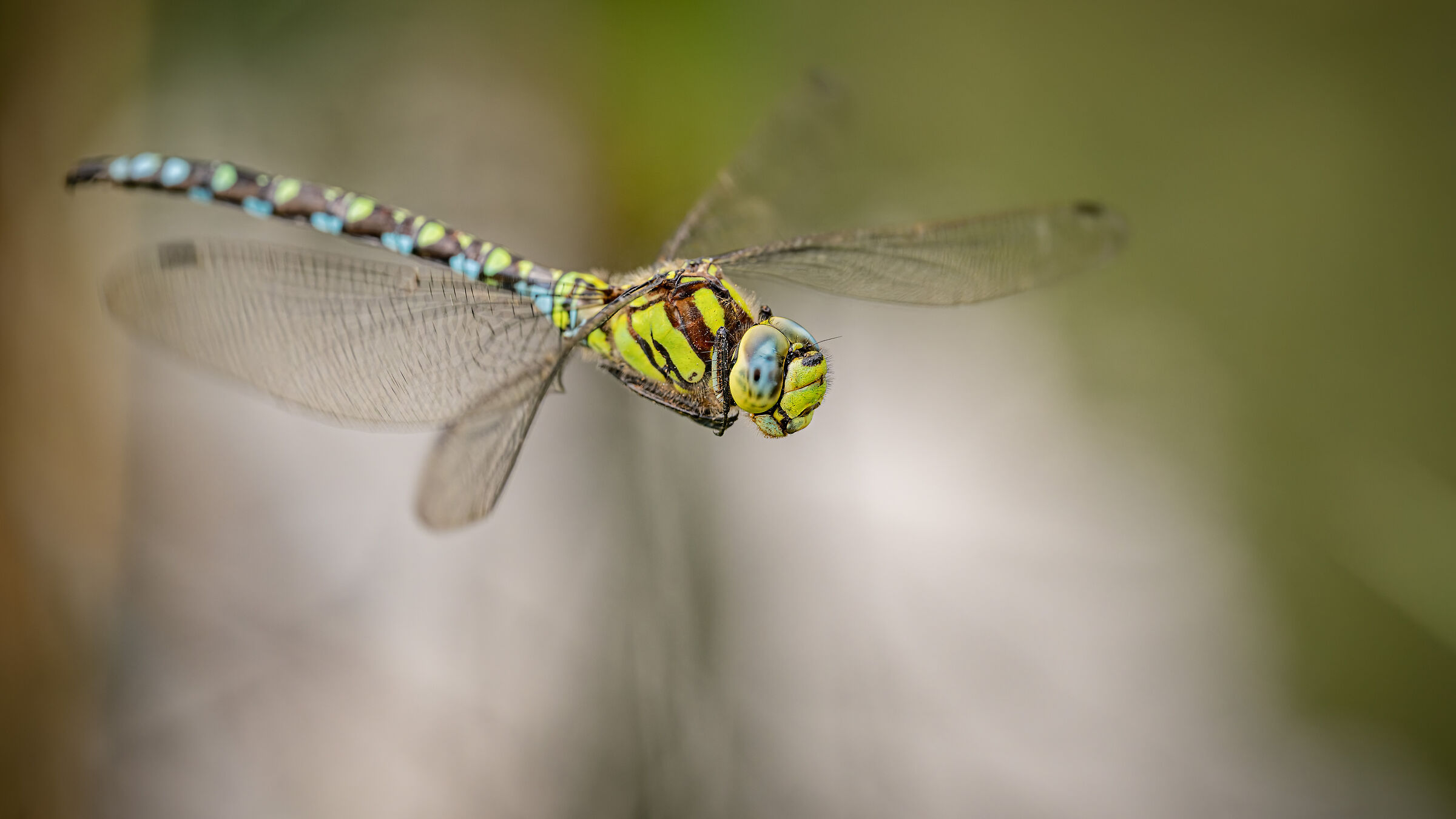Blue Hawker