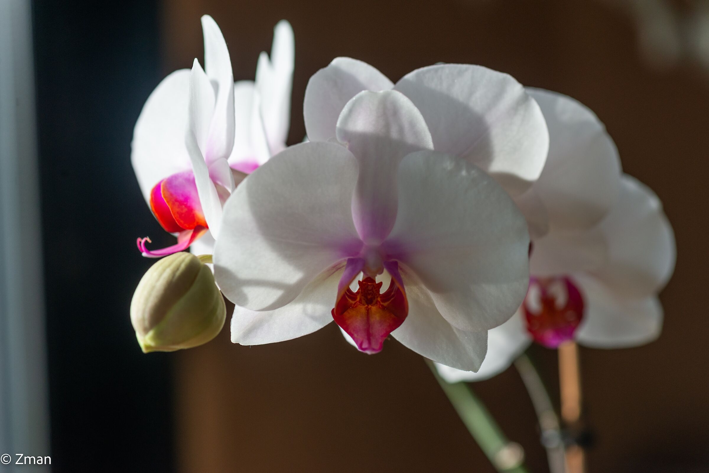 Orchidee