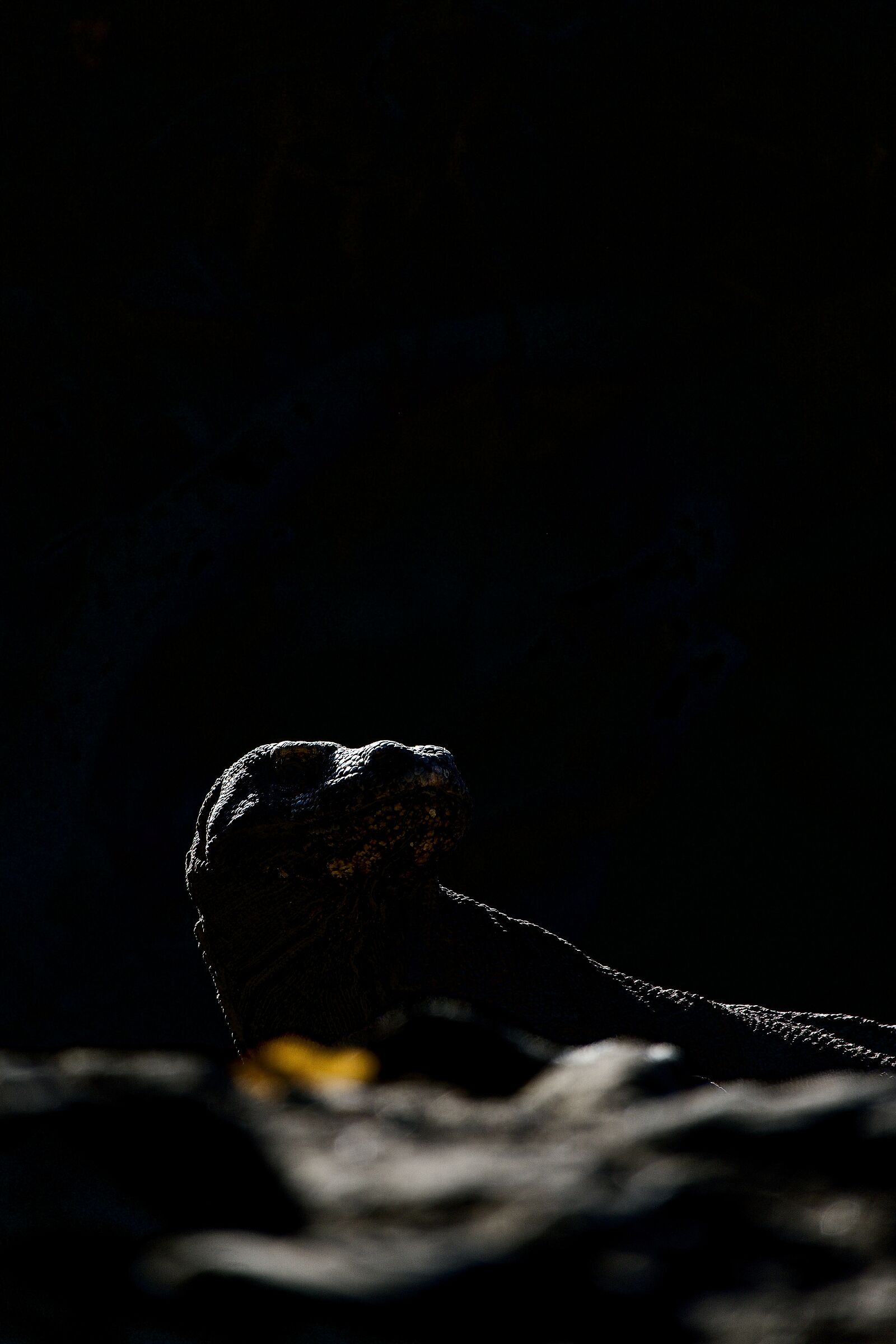 Drago in esplorazione