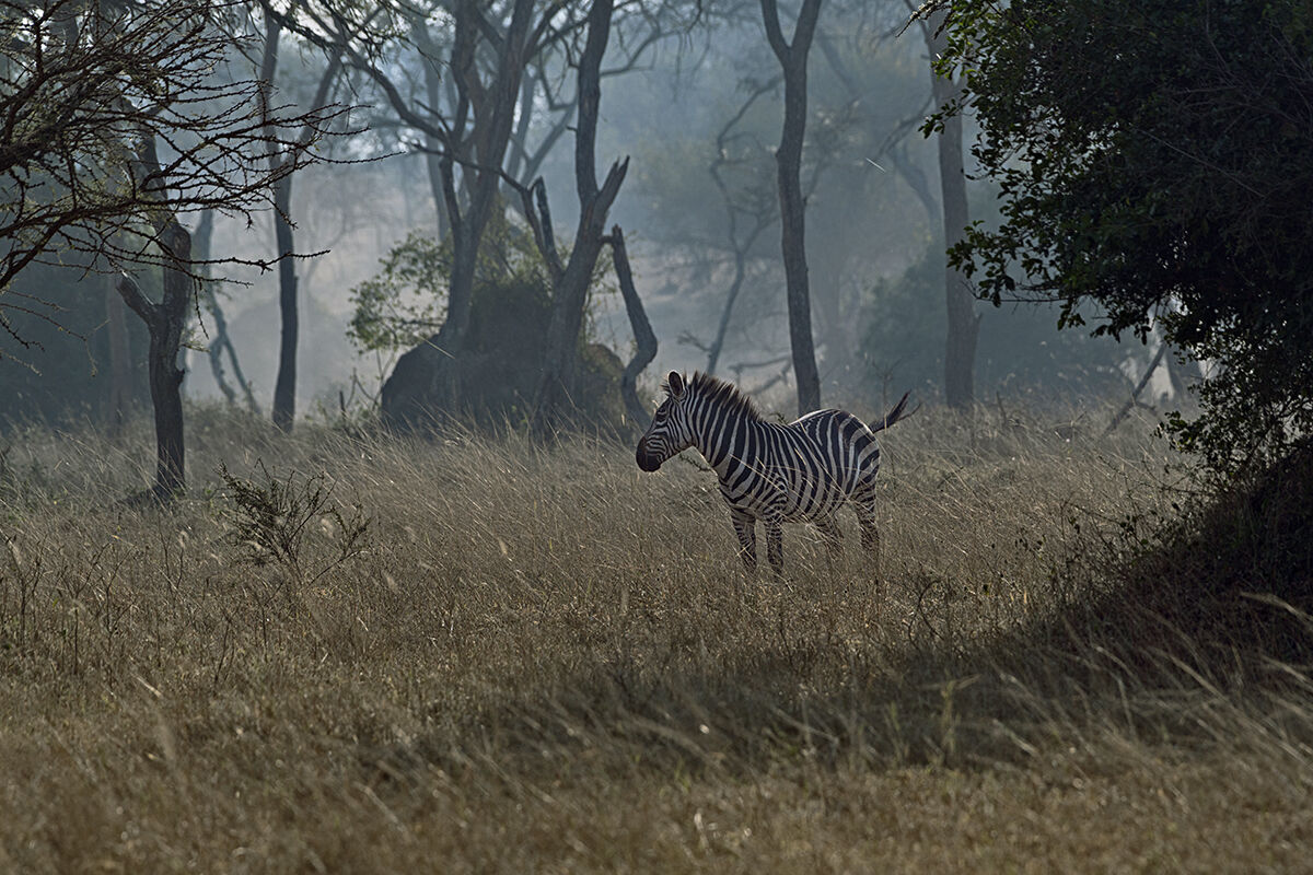 Grant's Zebra