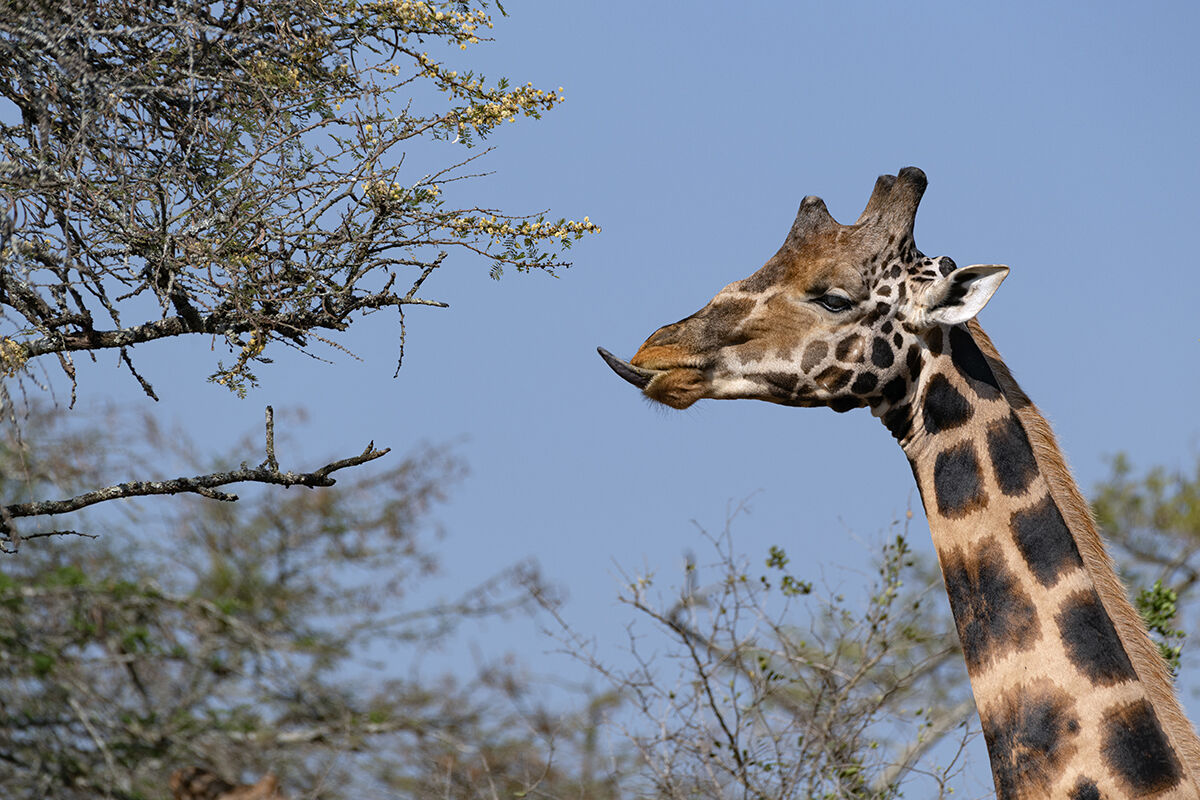 Giraffa di Rothschild