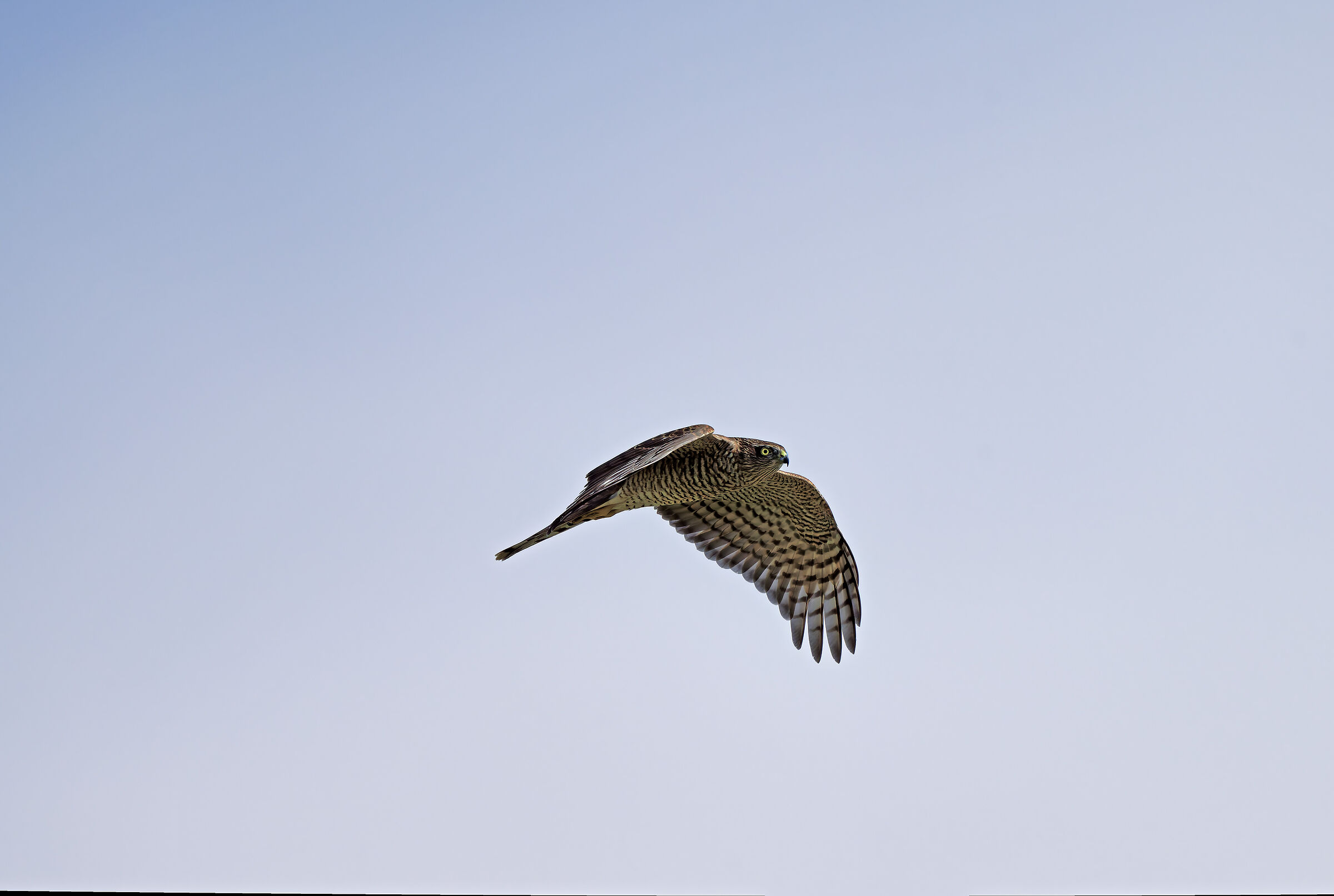Sparrowhawk