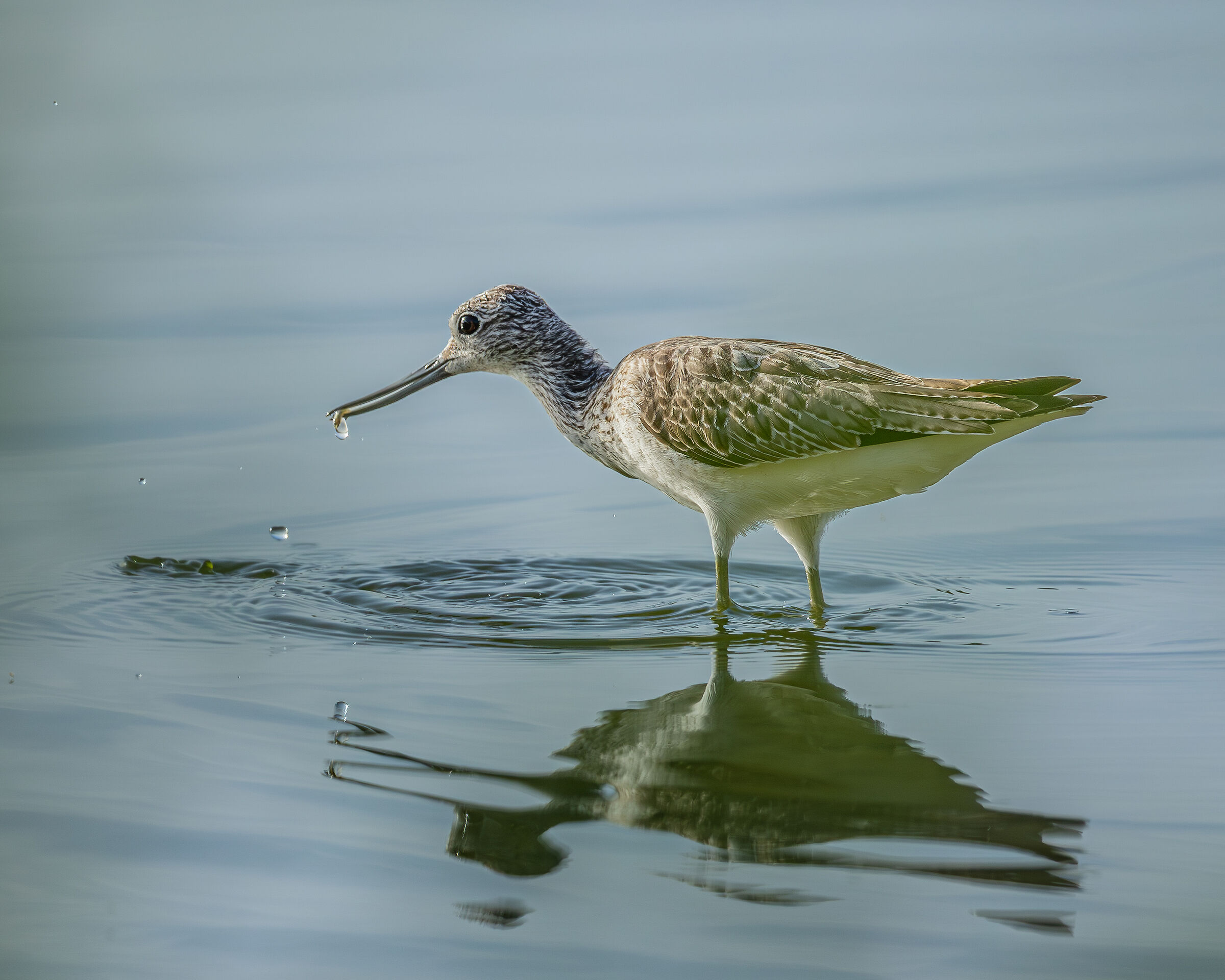 Greenshank
