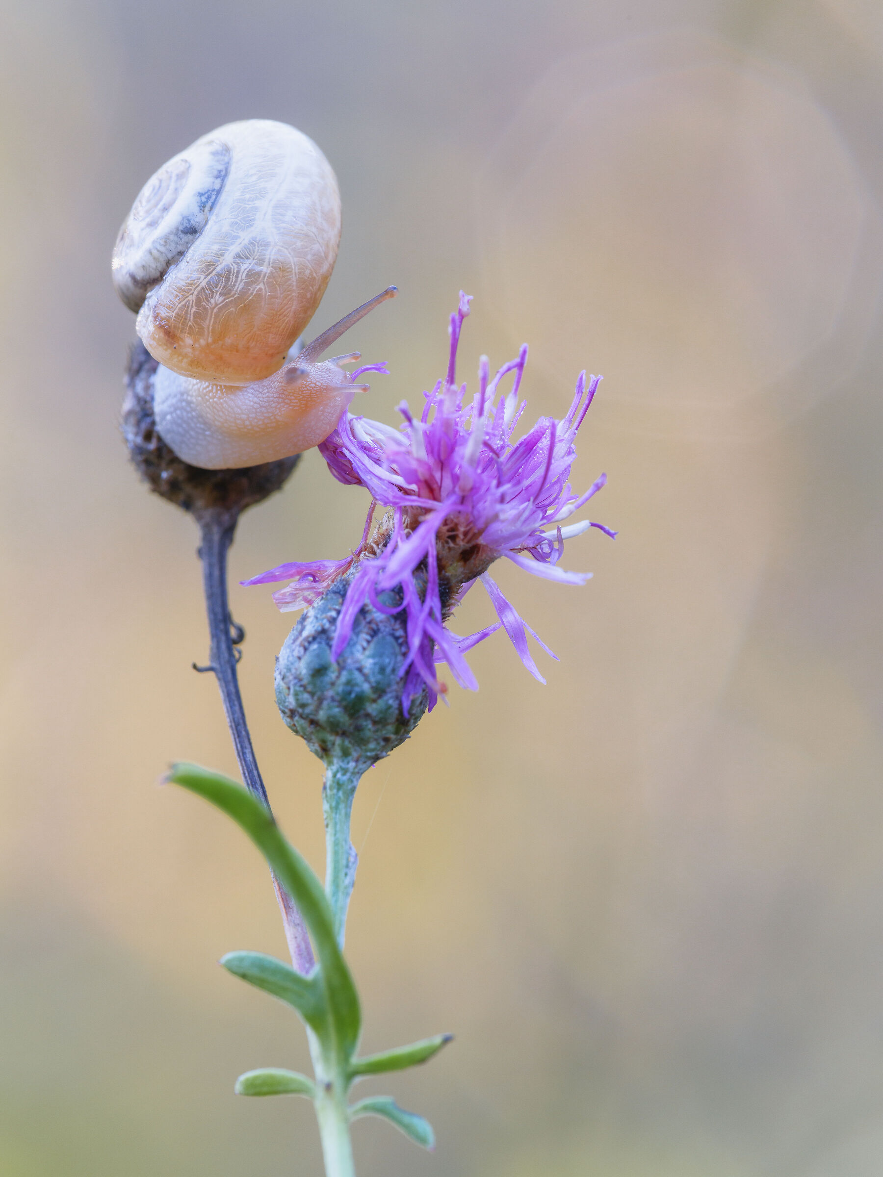 La colazione della lumaca