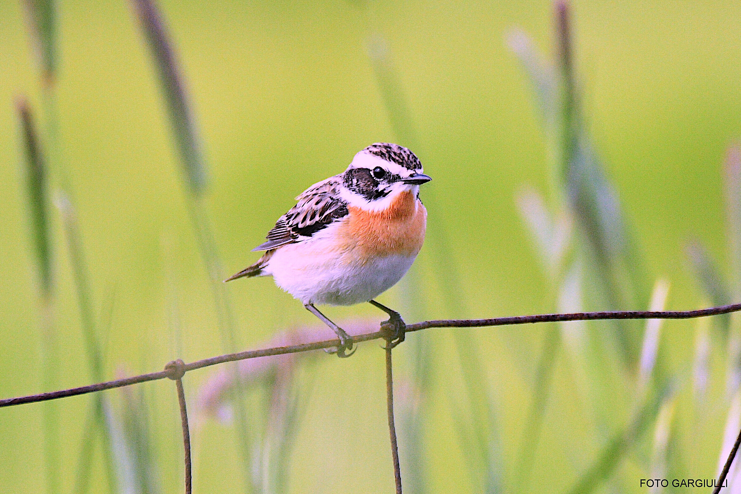 Whinchat
