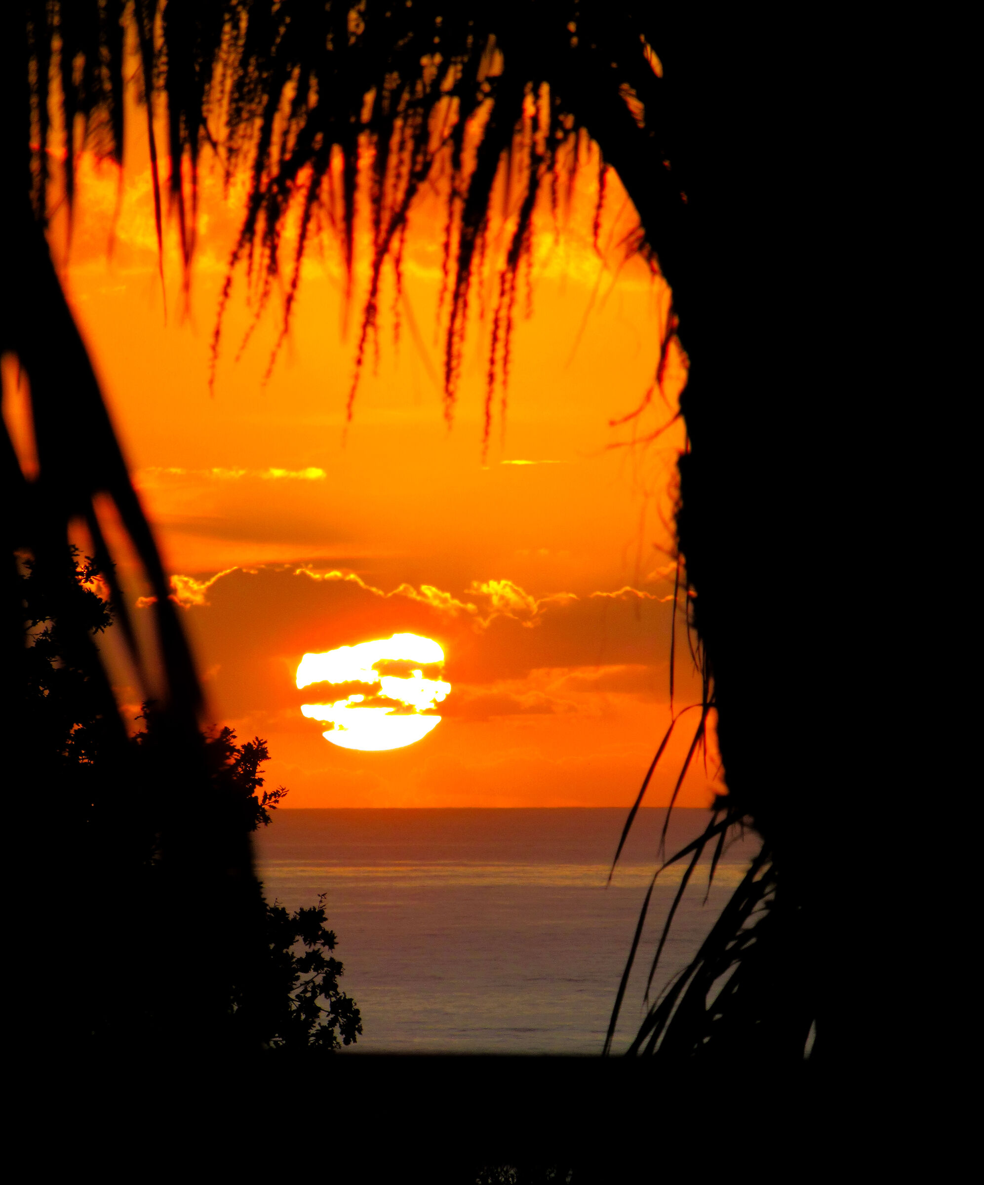 Sunset among the palm trees