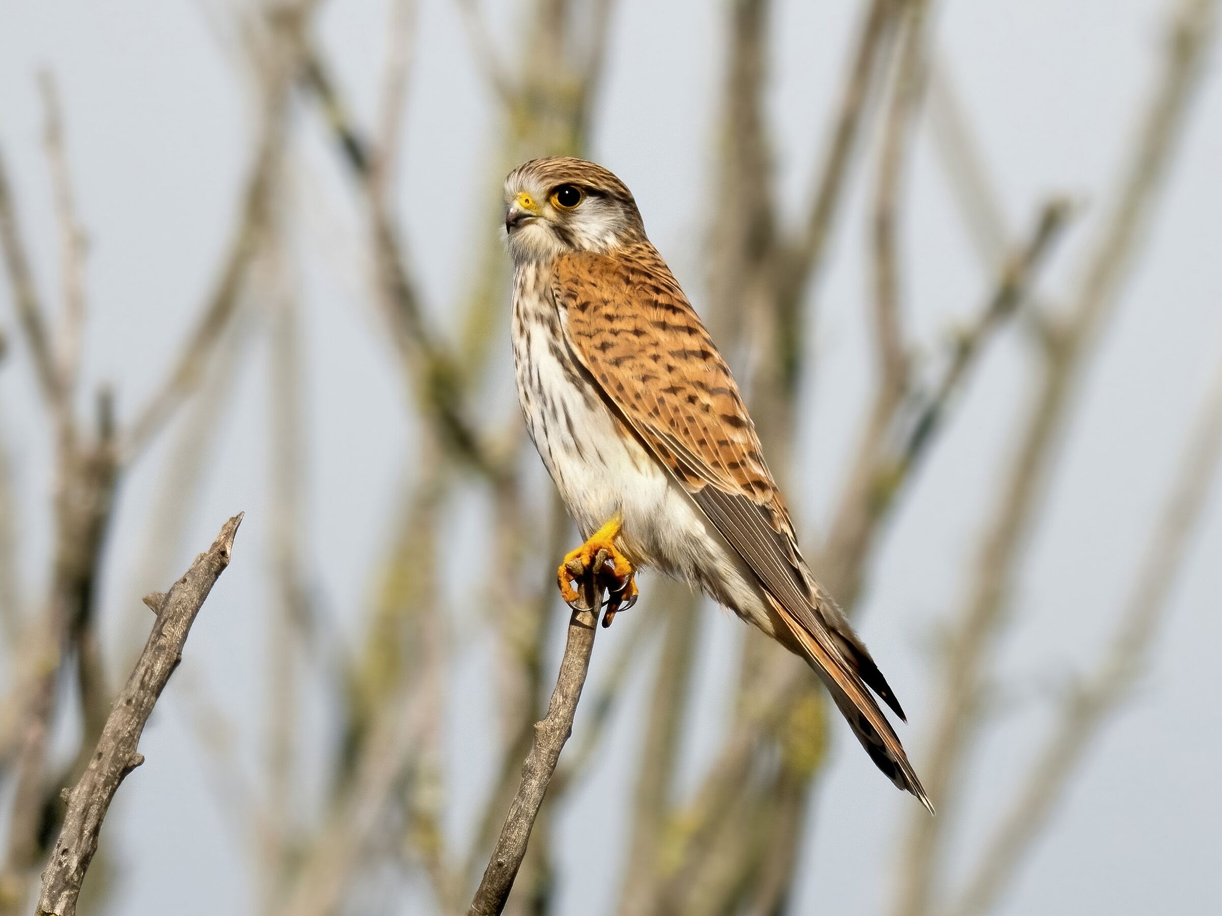 Gheppio (Falco tinnunculus)