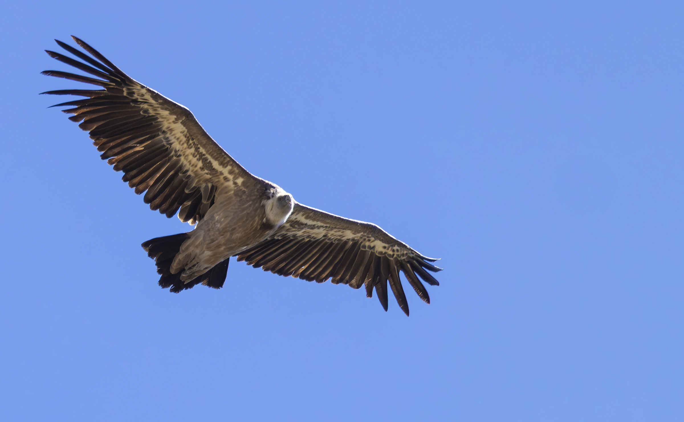 a griffon flying