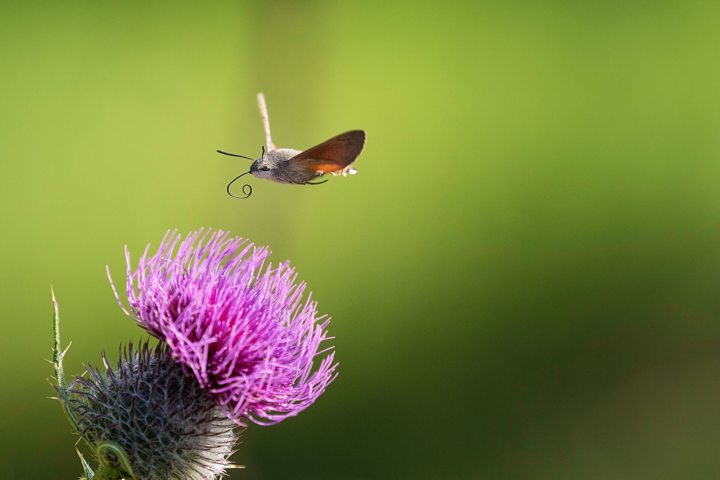Galium Sphinx