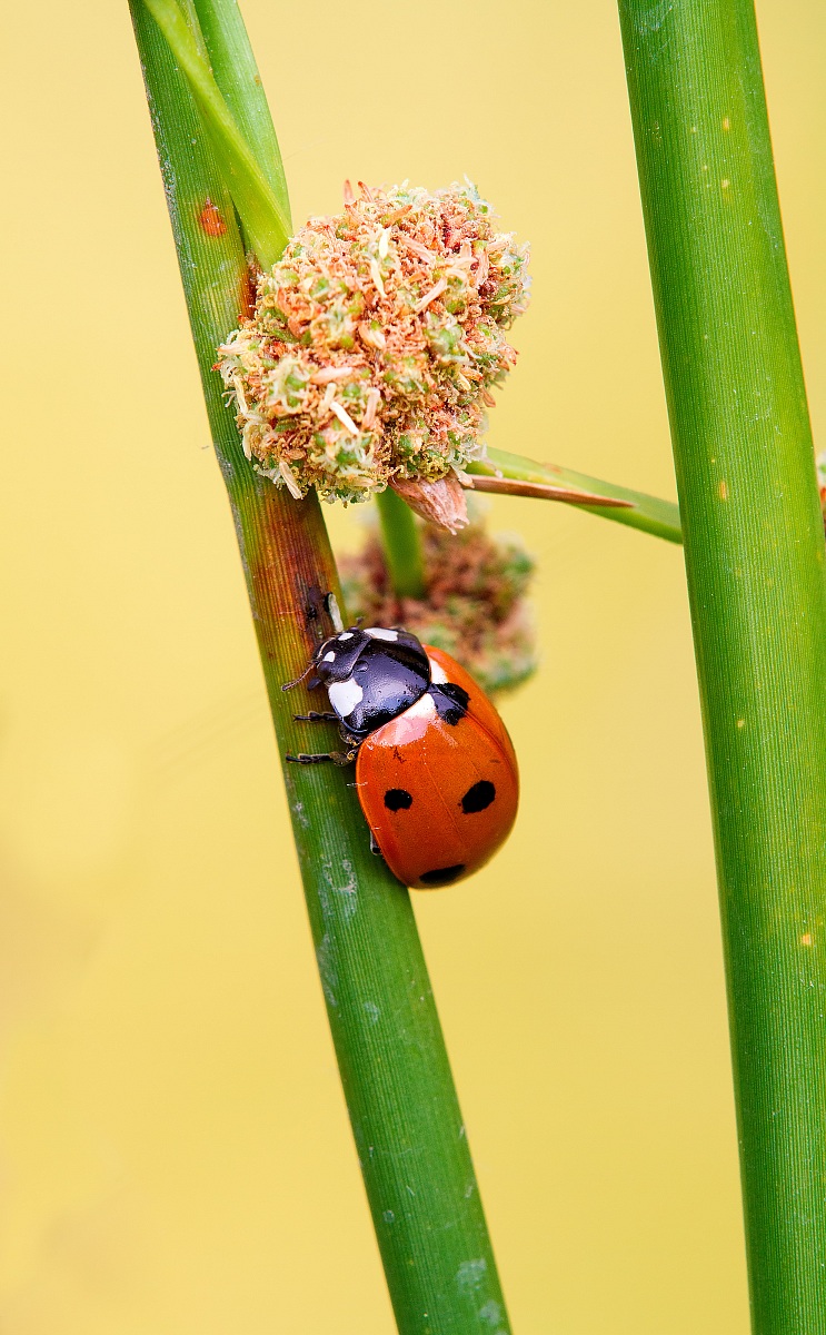 Ladybug