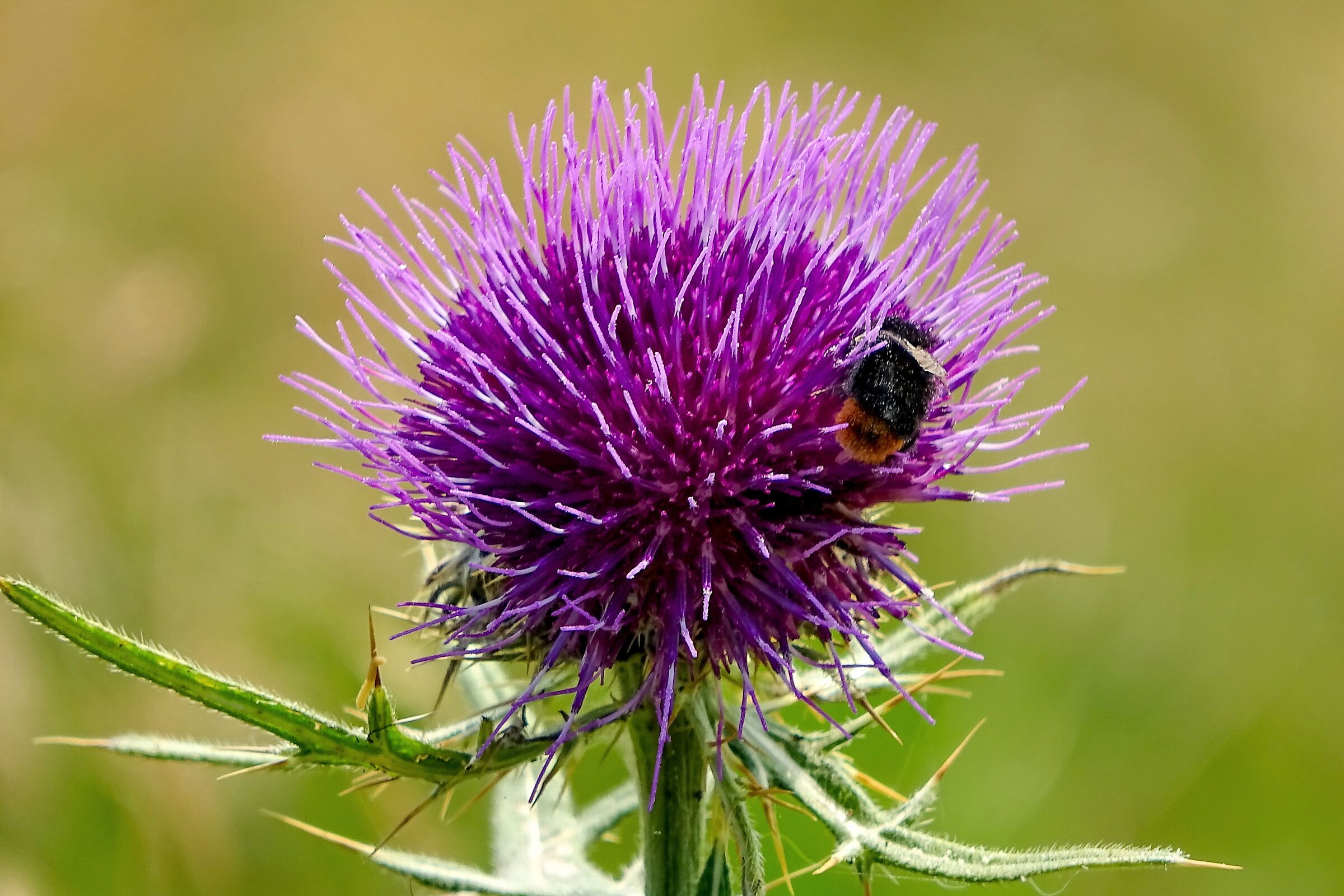 Thistle and the bee