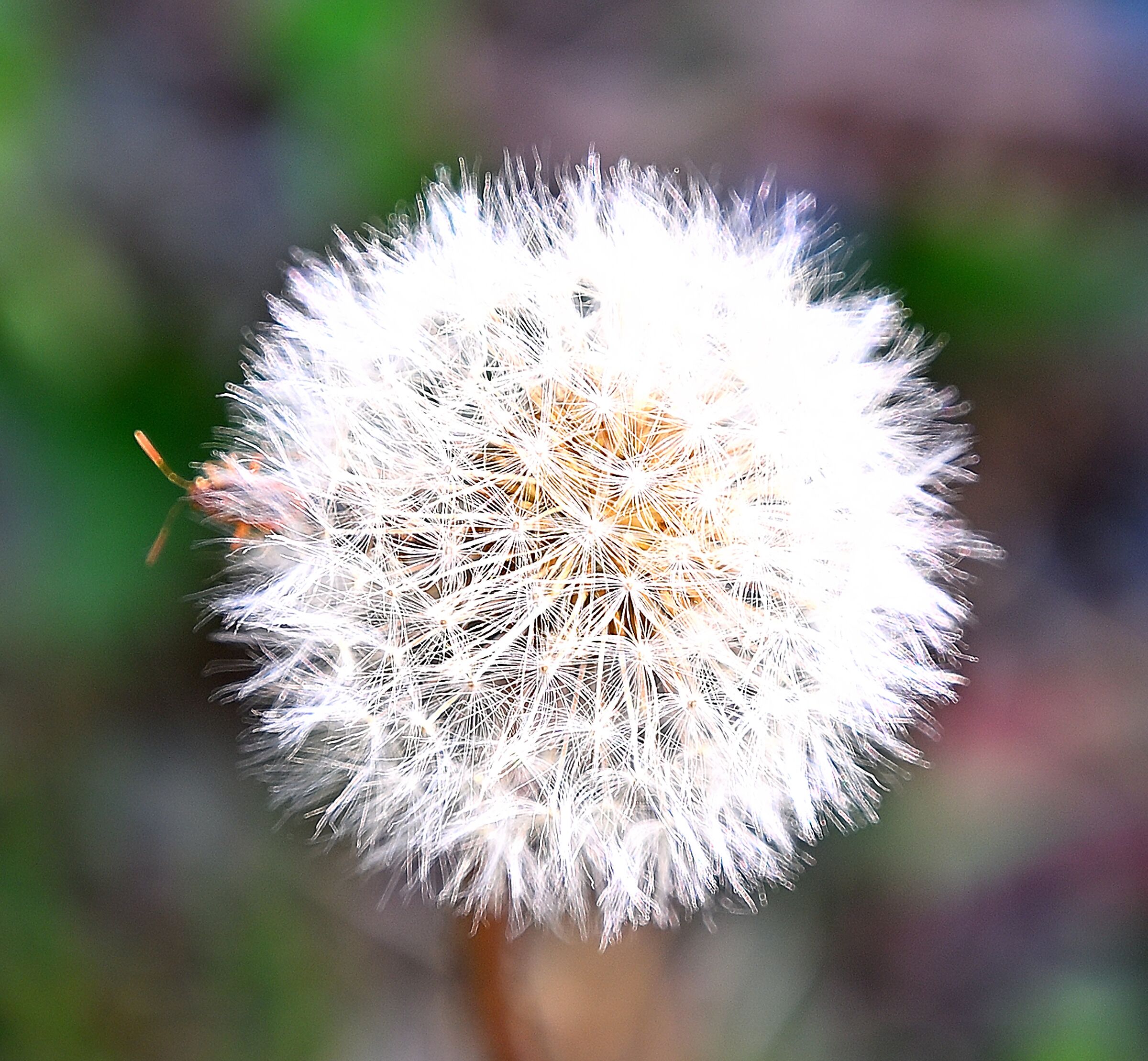 Dandelion