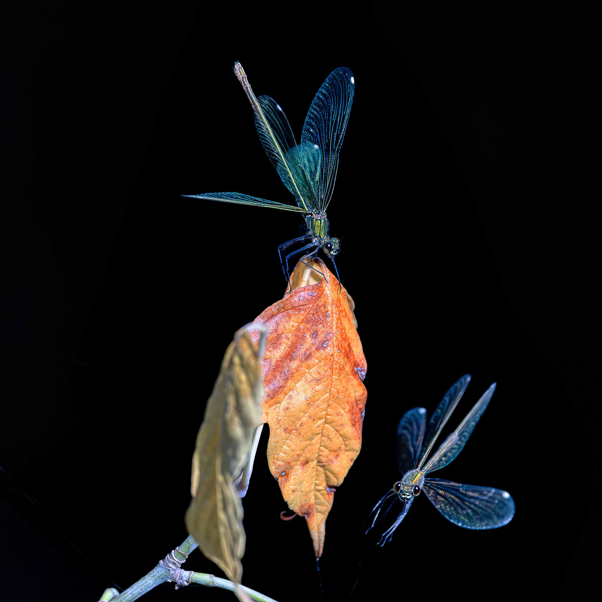 Il ballo delle damigelle