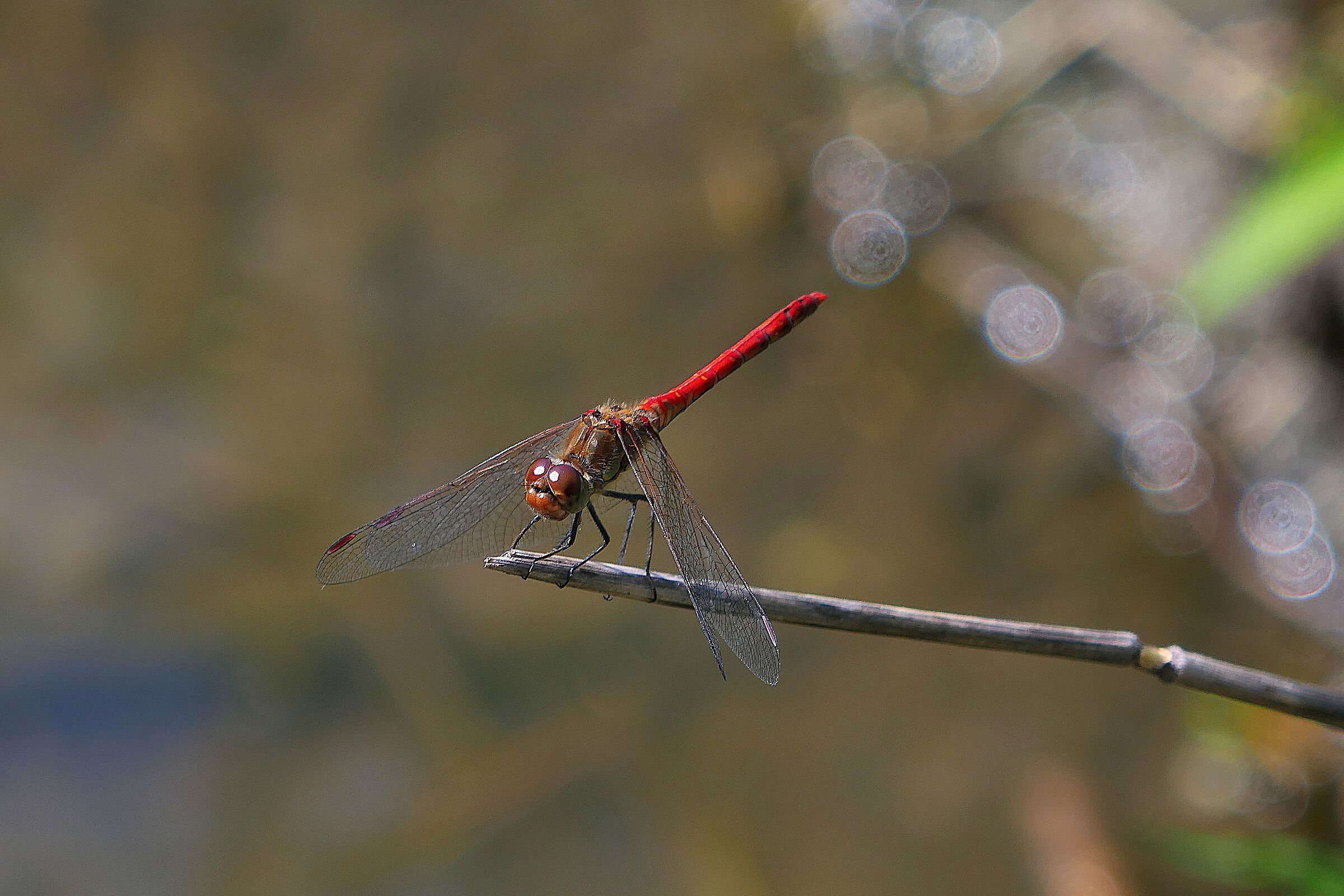 Sympetrum sanguineum Cardinale Sanguineo