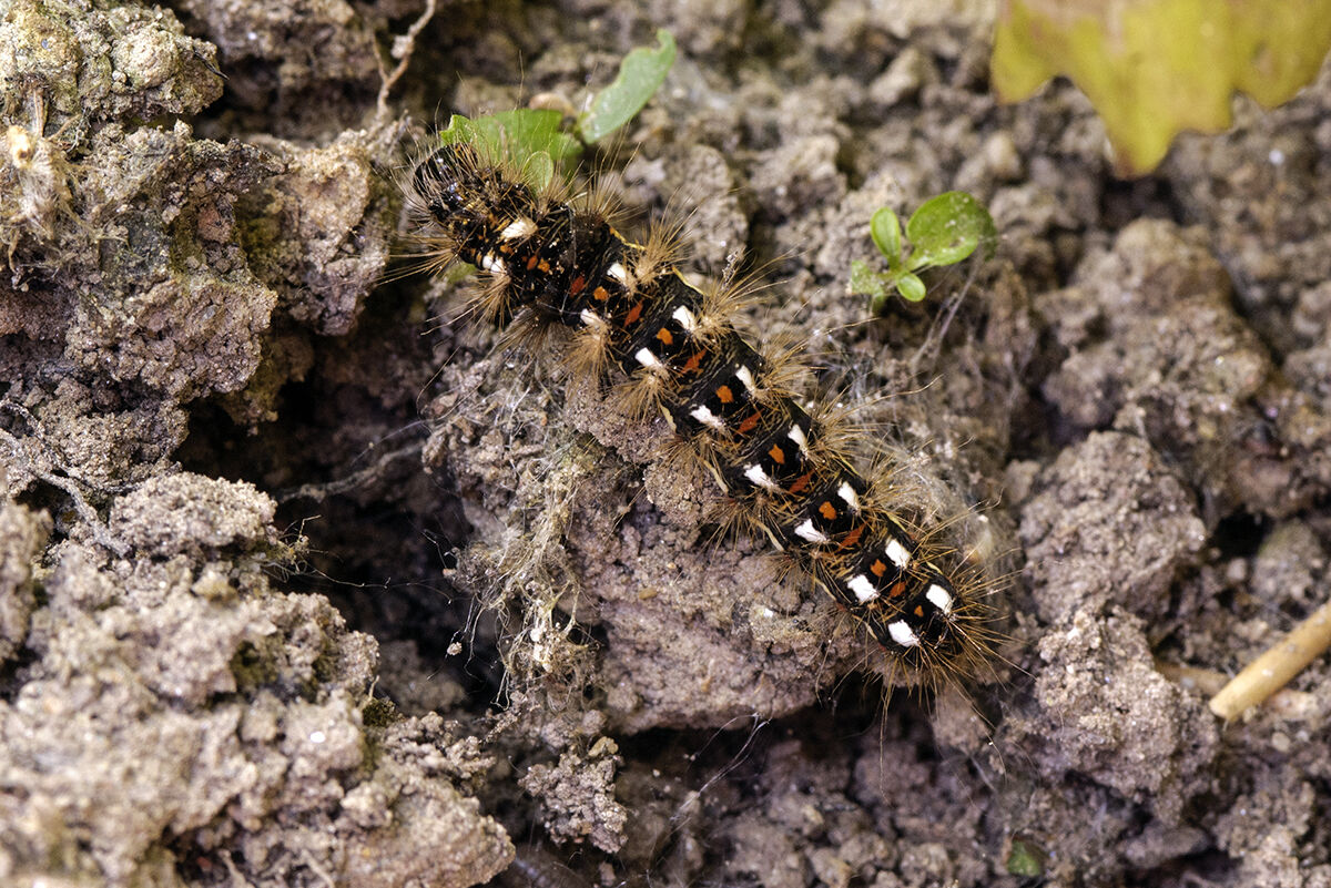 Mimicry