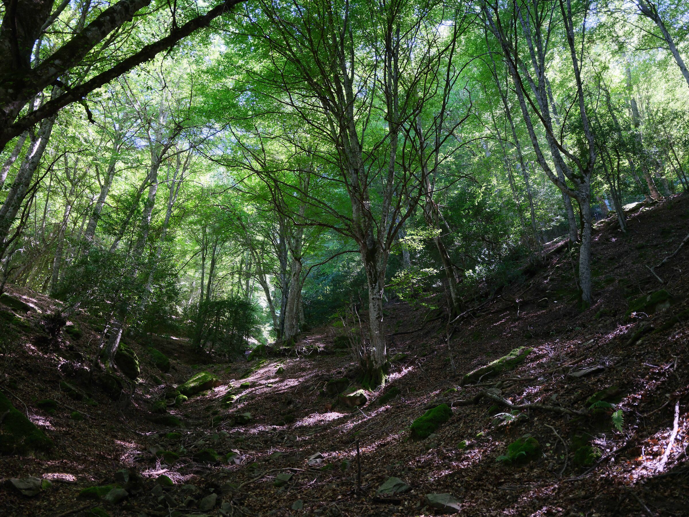 Bosco di Malabotta