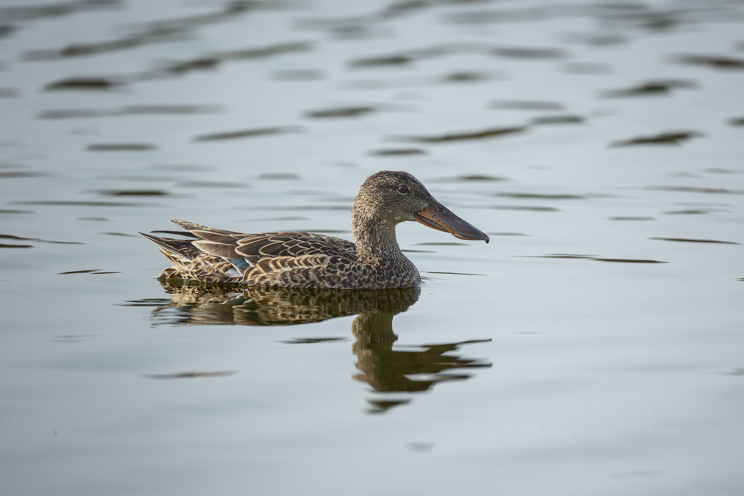 me lo fai un sorriso??