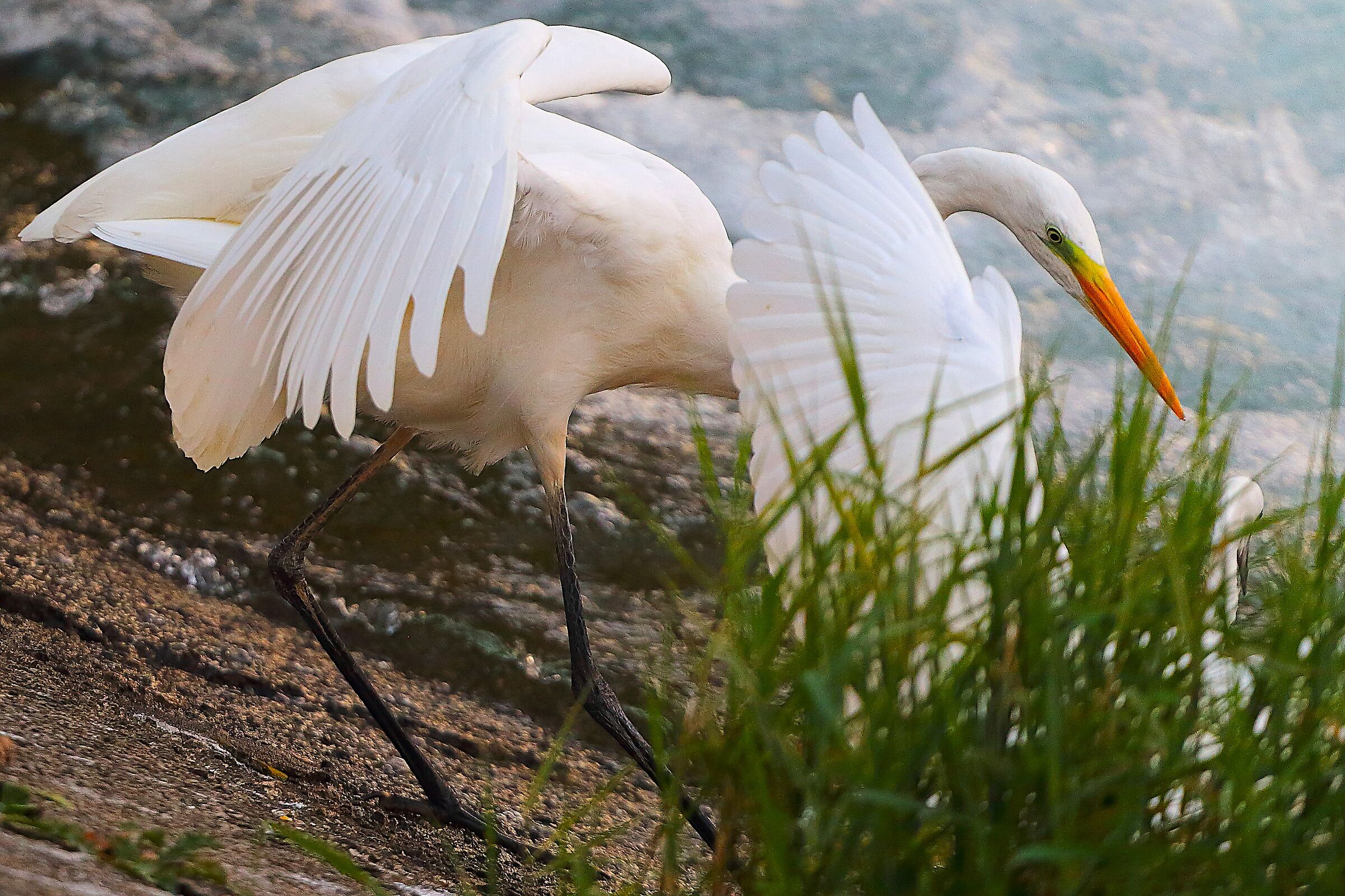 Airone BM settembre 2025 - 0025