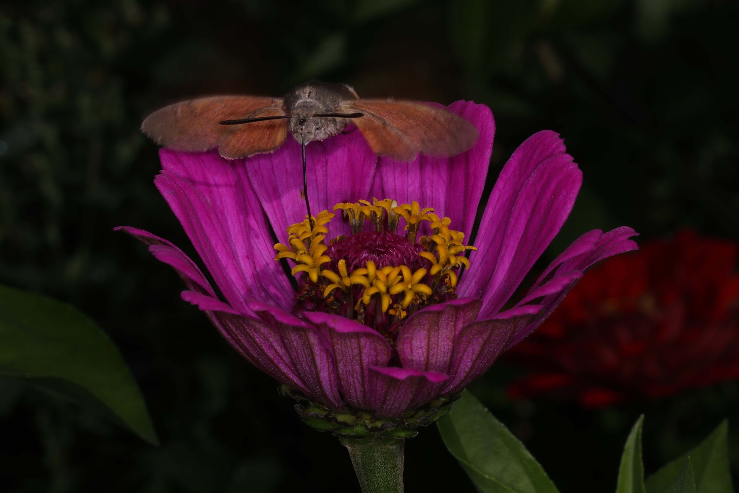 Sphinx Cohummingbird