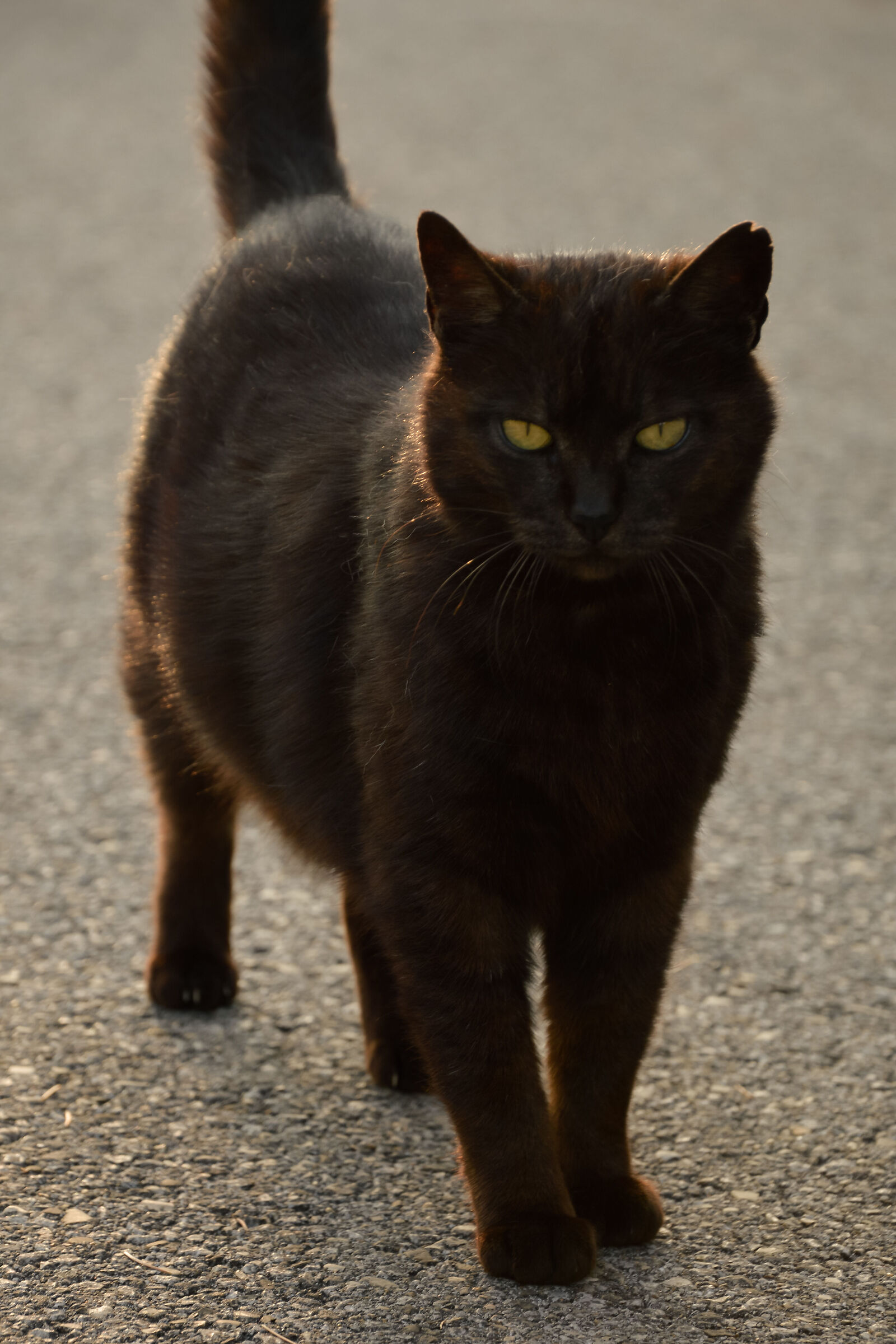 Piccola pantera nera