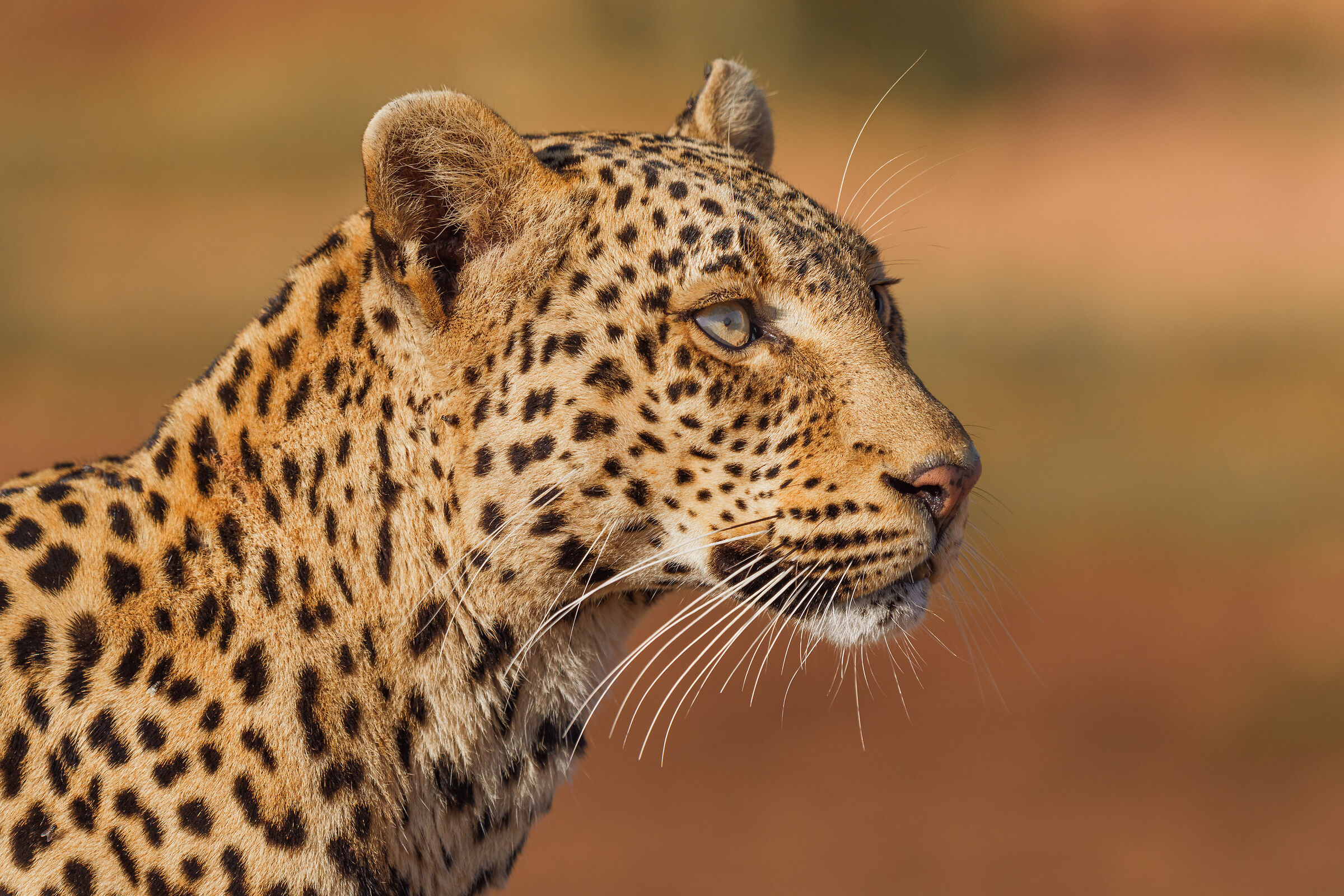 leopardo