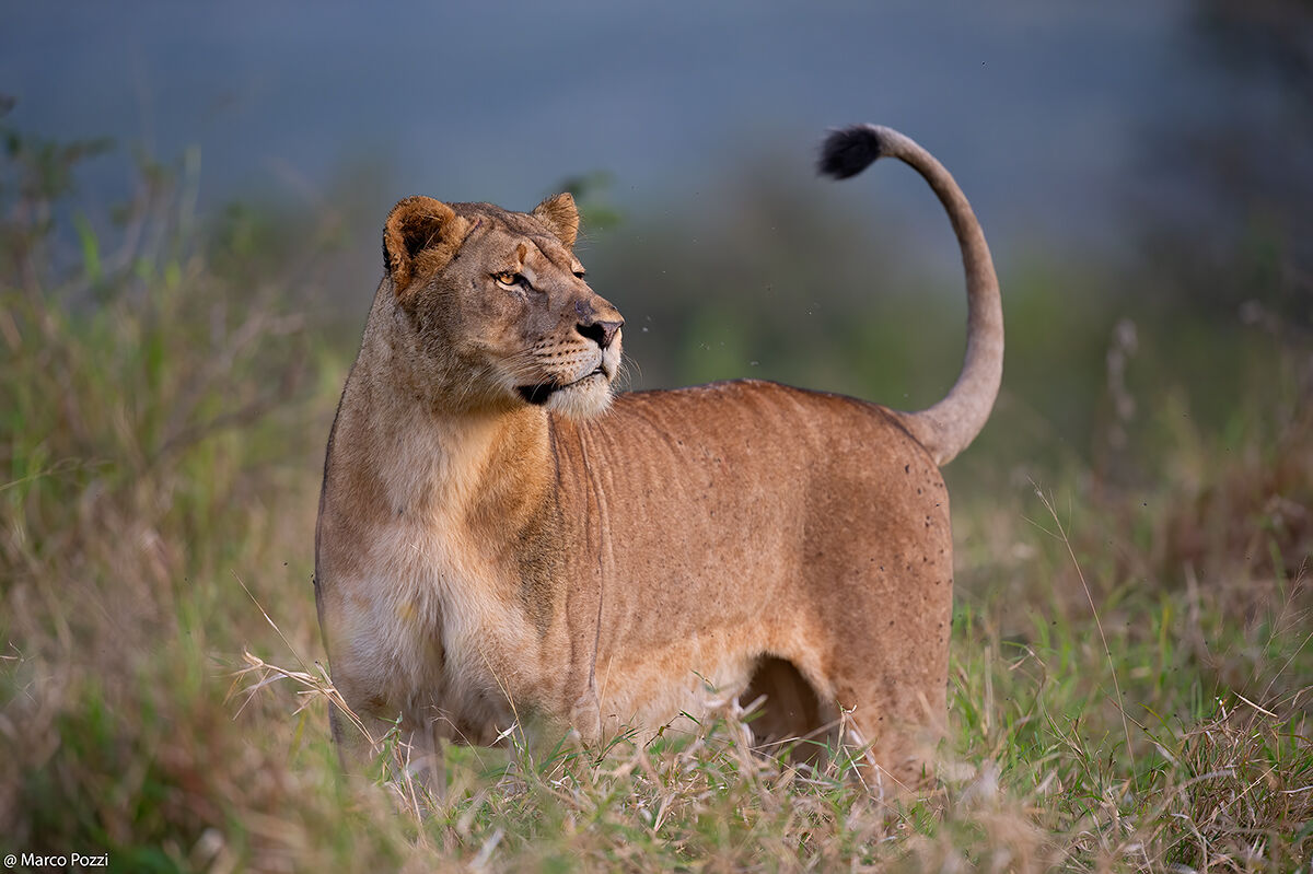 The Scent of Africa