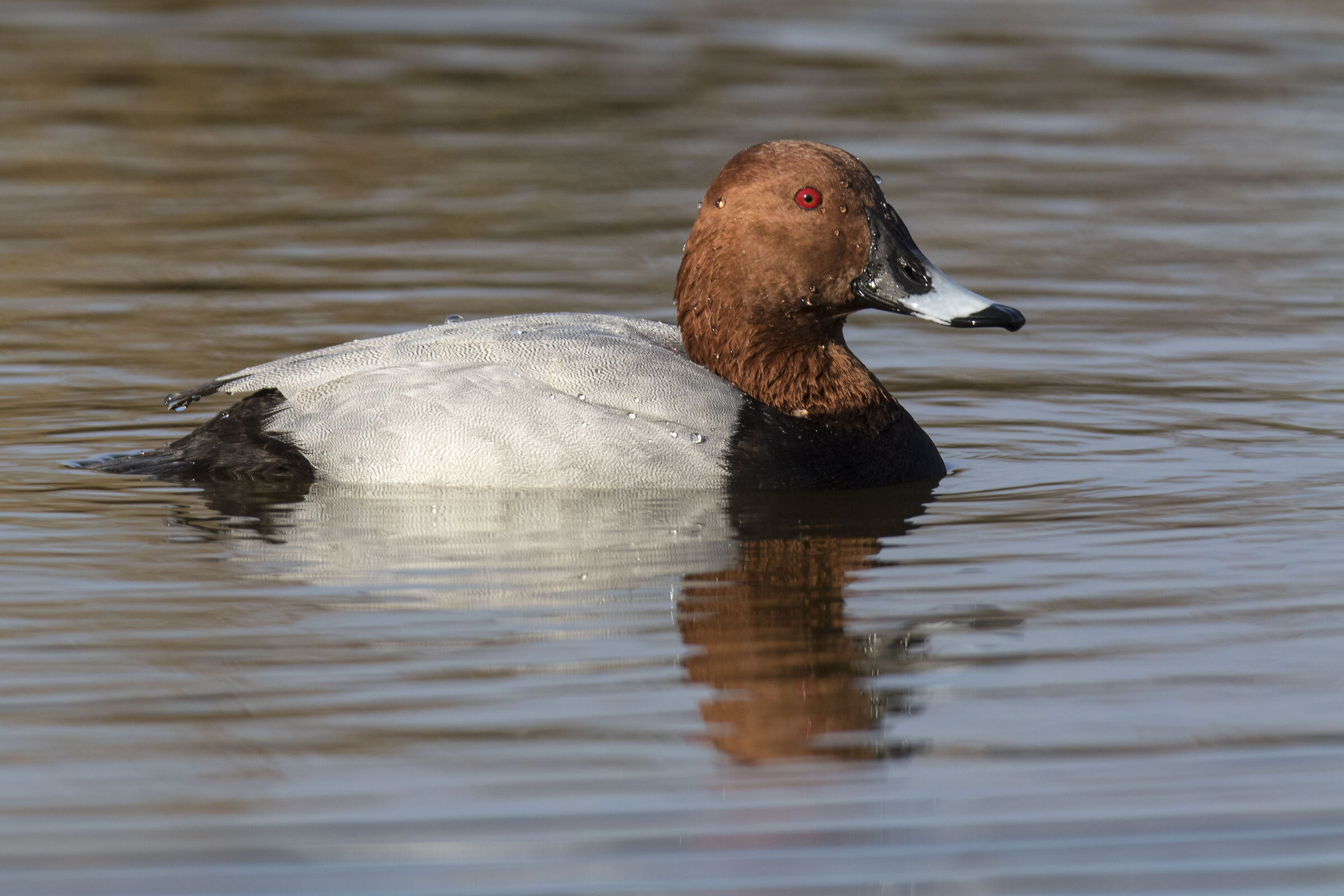 Pochard (Lipu Oasis)