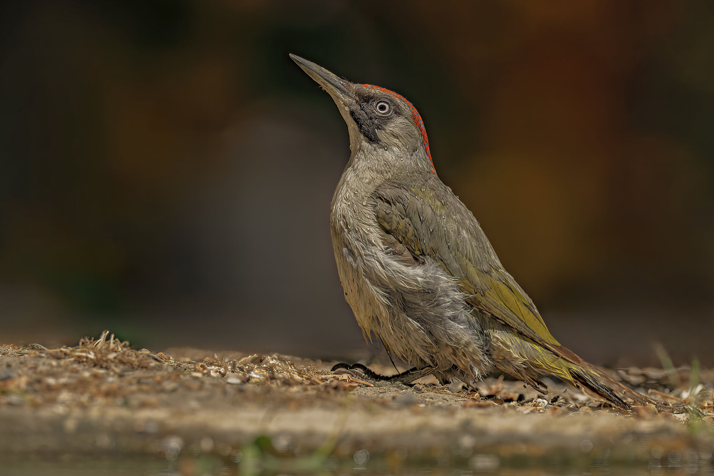 Green Woodpecker female juv.
