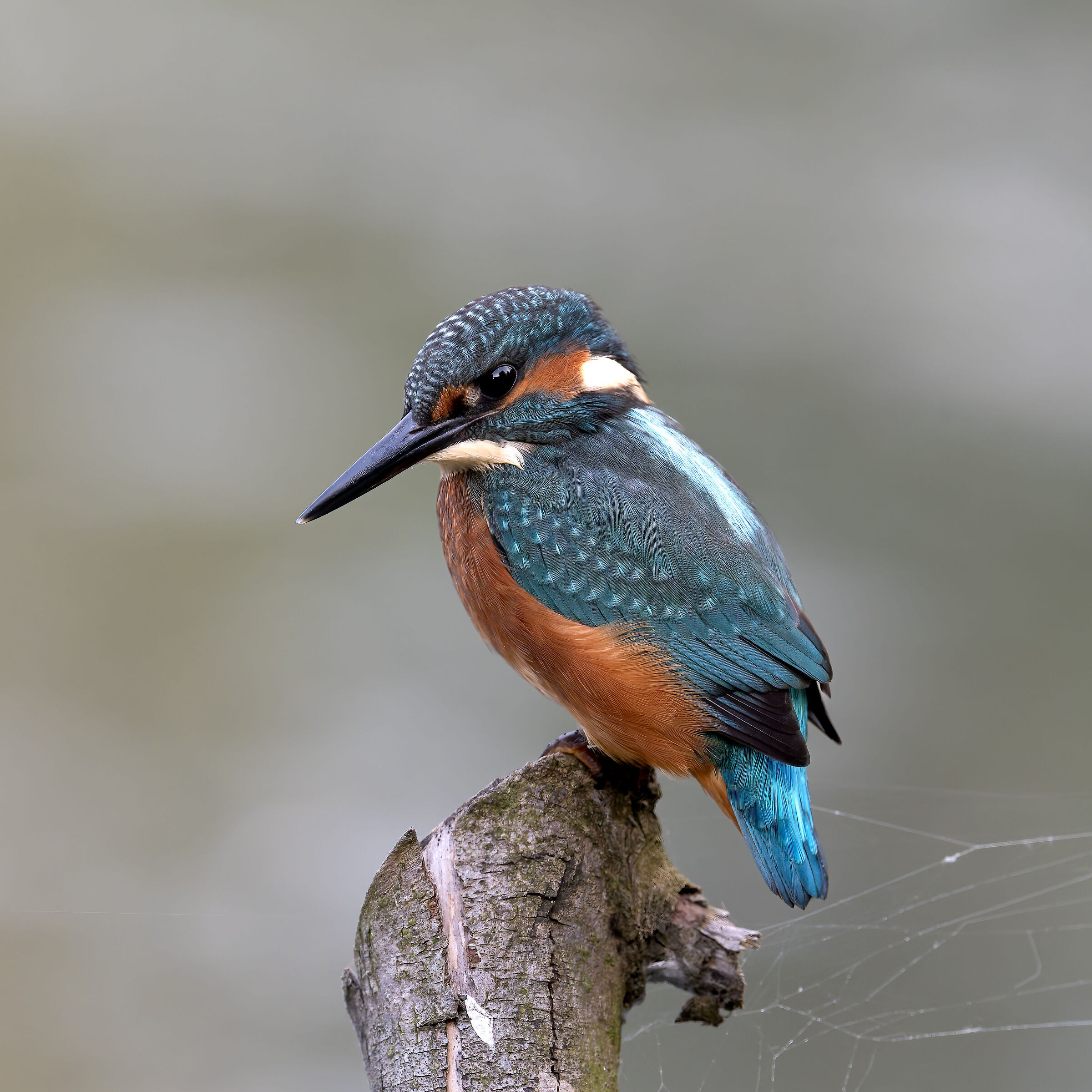 Martin Pescatore - Kingfisher