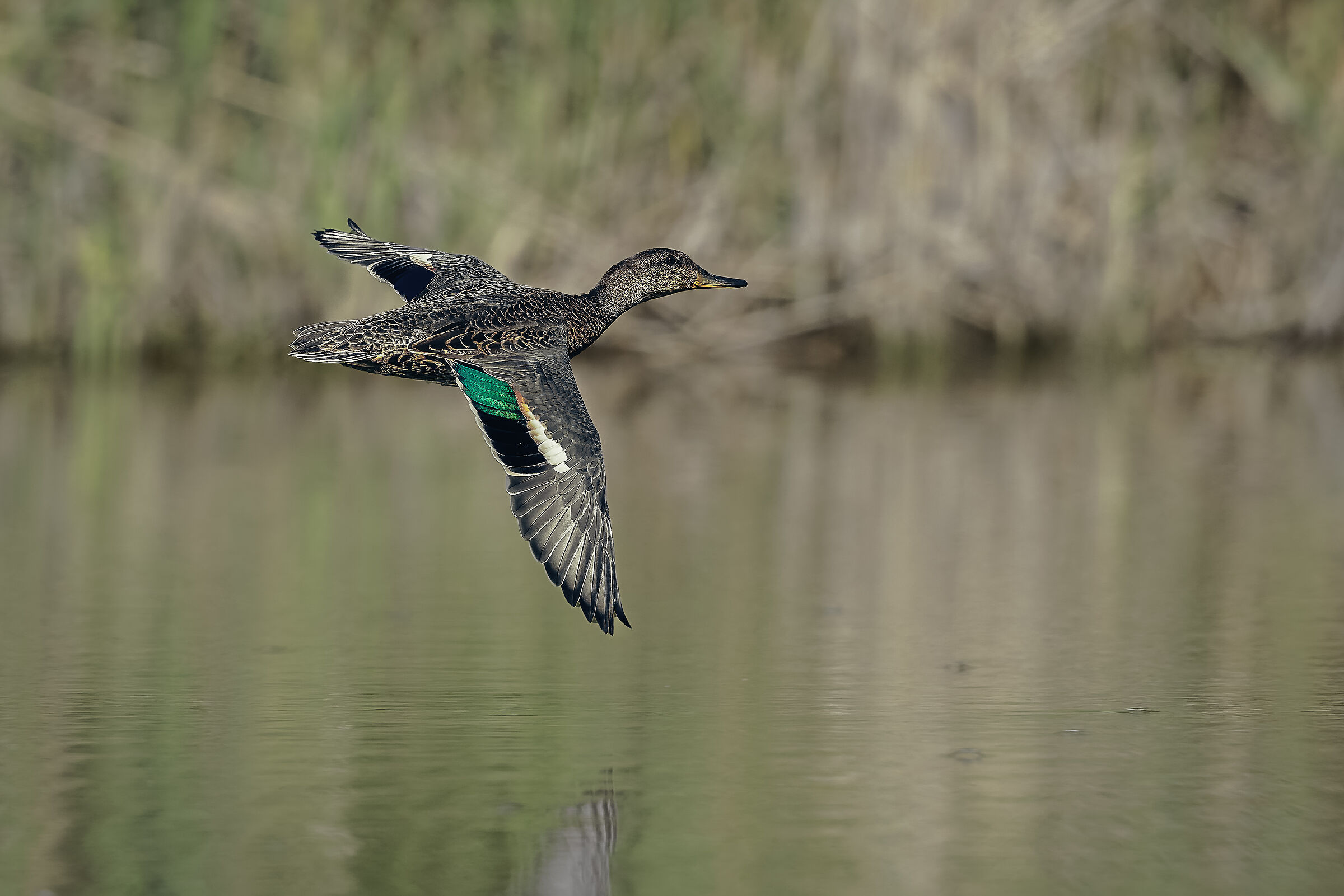 Teal