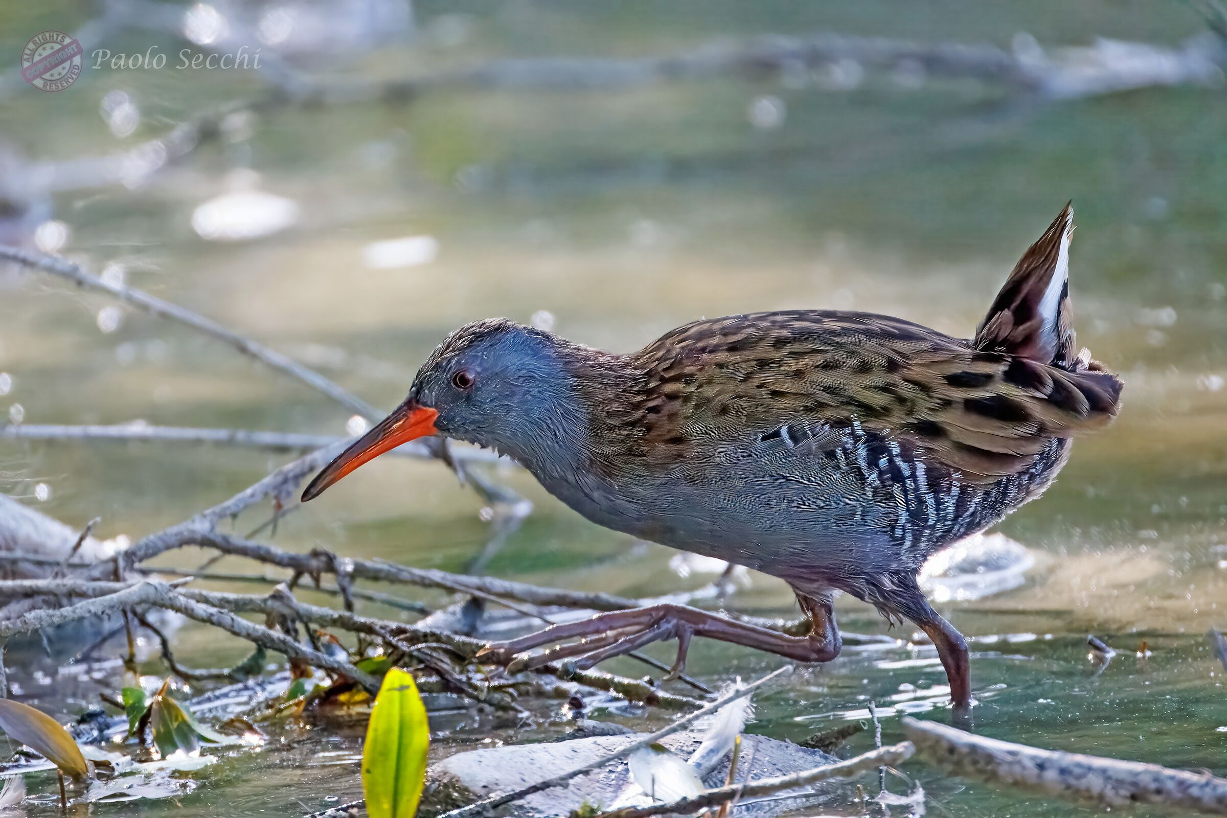 Rallus aquaticus (Water Rail)